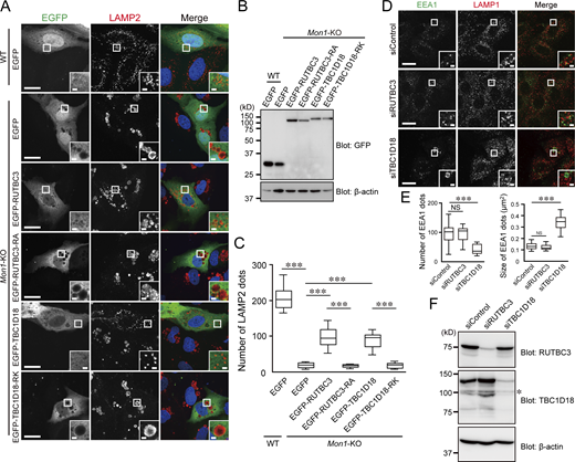 Identification of TBC1D18 as a candidate GAP for Rab5. (A) Immunostaining of LAMP2 in WT cells transiently expressing EGFP or Mon1-KO cells transiently expressing EGFP or the EGFP-tagged TBC proteins indicated (see also Fig. S4 A). Insets show magnified views of the boxed areas. Scale bars, 20 µm; insets, 2 µm. (B) Lysates of the cells shown in A were analyzed by immunoblotting with the antibodies indicated. (C) The numbers of LAMP2-positive dots per cell (n = 15 cells) in A were determined. The solid bars, boxes, and whiskers indicate the median, interquartile range (25–75th percentile), and upper and lower quartiles, respectively, of the values. The statistical analyses were performed by one-way ANOVA and Tukey’s test. ***, P < 0.001. (D) WT cells were transfected with control siRNA (siControl), RUTBC3 siRNA (siRUTBC3), or TBC1D18 siRNA (siTBC1D18). 3 d after transfection, the cells were immunostained with anti-LAMP1 and anti-EEA1 antibodies. Insets show magnified views of the boxed areas. Scale bars, 20 µm; insets, 2 µm. (E) The numbers and sizes of EEA1-positive dots per cell (n = 15 cells) in D were determined. The solid bars, boxes, and whiskers indicate the median, interquartile range (25–75th percentile), and upper and lower quartiles, respectively, of the values. The statistical analyses were performed by one-way ANOVA and Tukey’s test. ***, P < 0.001; NS, not significant. (F) Lysates of the cells shown in D were analyzed by immunoblotting with the antibodies indicated. The asterisk indicates non-specific bands. Source data are available for this figure: SourceData F3.