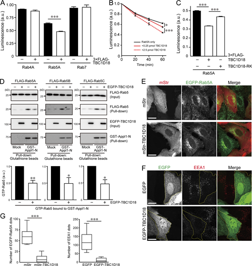 TBC1D18 acts as a Rab5-GAP both in vitro and in cultured cells. (A) Quantification of the luminescence, which represents the amount of GTP remaining after GTP hydrolysis by Rab4A, Rab5A, and Rab7 (4 pmol) in the presence or absence of 3 × FLAG-TBC1D18 (2.5 pmol) for 60 min. The statistical analyses were performed by two-tailed, unpaired Student’s t test. ***, P < 0.001. Data are expressed as means and SEM of the data obtained in three independent experiments. (B) Quantification of the luminescence, which represents the amount of GTP remaining after GTP hydrolysis by Rab5A (4 pmol) in the presence or absence of 3 × FLAG-TBC1D18 for the times indicated. The statistical analyses were performed by two-way ANOVA and Bonferroni t test. *, P < 0.05; ***, P < 0.001. Data are expressed as means and SEM of the data obtained in three independent experiments. (C) Effect of the RK mutation on Rab5A-GAP activity of TBC1D18. GAP assays were performed as described in A. ***, P < 0.001 (one-way ANOVA and Tukey’s test). (D) The amount of active, GTP-bound Rab5 (Rab5A–C) in WT cells stably expressing EGFP or EGFP-TBC1D18 was analyzed by an effector-based pull-down assay with beads coupled to GST-Appl1-N. The intensity of active GTP-Rab5 bands (second panel) normalized by total Rab5 (top panel) were quantified and analyzed statistically (*, P < 0.05; **P < 0.01; two-tailed, unpaired Student’s t test). (E) Typical images of WT cells stably expressing EGFP-Rab5A and transiently expressing mStr or mStr-TBC1D18. Scale bars, 20 µm. (F) Immunostaining of EEA1 in WT cells transiently expressing EGFP or EGFP-TBC1D18. The cells expressing the protein indicated are outlined with dotted lines. (G) The numbers of EGFP-Rab5A-positive dots and EEA1-positive dots per cell (n = 15 or 20 cells) in E and F were determined. The solid bars, boxes, and whiskers indicate the median, interquartile range (25–75th percentile), and upper and lower quartiles, respectively, of the values. The statistical analyses were performed by two-tailed, unpaired Student’s t test. ***, P < 0.001. Source data are available for this figure: SourceData F4.
