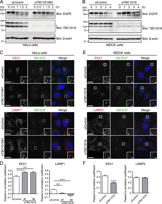 TBC1D18 regulates endosome maturation. (A) Degradation of EGFR after exposure to 200 ng/ml EGF in HeLa cells that had been treated with control siRNA (siControl) or TBC1D18#2 siRNA. Their cell lysates were analyzed by immunoblotting with the antibodies indicated. (B) Degradation of EGFR after exposure to 200 ng/ml EGF in MDCK cells that had been treated with control siRNA (siControl) or TBC1D18 siRNA. Their cell lysates were analyzed by immunoblotting with the antibodies indicated. The asterisks in A and B indicate non-specific bands. The blots shown in A and B are representative of three independent experiments (see blots in Source data). (C) HeLa cells that had been treated with the siRNAs indicated were incubated with 488-EGF for 20 min, and then immunostained for EEA1 and LAMP1. Insets show magnified views of the boxed areas. Images of siTBC1D18#2-treated cells are shown in Fig. S5 D. Scale bars, 20 µm; insets, 2 µm. (D) Quantification of Pearson’s correlation coefficients in C and Fig. S5 D. The data obtained in the cells (n = 15) was quantified by Pearson’s correlation coefficients and analyzed by one-way ANOVA and Tukey’s test. **, P < 0.01; ***, P < 0.001. (E) MDCK cells that had been treated with the siRNAs indicated were incubated with 488-EGF for 20 min, and then immunostained for EEA1 and LAMP2. Insets show magnified views of the boxed areas. Scale bars, 20 µm; insets, 2 µm. (F) Quantification of Pearson’s correlation coefficients in E. The data obtained in the cells (n = 15) were analyzed by two-tailed, unpaired Student’s t test. ***, P < 0.001. Source data are available for this figure: SourceData F5.