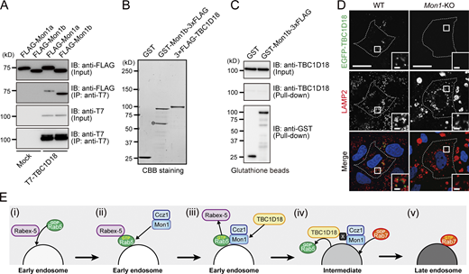 TBC1D18 is indirectly associated with Mon1a/b. (A) T7-tagged TBC1D18 and FLAG-tagged Mon1a/b were co-expressed in COS-7 cells, and their associations were analyzed by co-immunoprecipitation assays with anti-T7 tag antibody-conjugated agarose beads followed by immunoblotting with the antibodies indicated. (B) Purified recombinant GST, GST-Mon1b-3 × FLAG, and 3 × FLAG-TBC1D18 used for the direct binding assays shown in C. The proteins were subjected to 12.5% SDS-PAGE followed by Coomassie Brilliant Blue staining. The asterisk presumably corresponds to a degradation product. (C) No interaction between 3 × FLAG-TBC1D18 and GST-Mon1b-3 × FLAG (or GST) was observed for direct binding assays followed by immunoblotting with the antibodies indicated. (D) After permeabilization with digitonin, WT and Mon1-KO cells transiently expressing EGFP-TBC1D18 were fixed and immunostained with anti-LAMP2 antibody. Insets show magnified views of the boxed areas. The cells expressing the protein indicated are outlined with dotted lines. Scale bars, 20 µm; insets, 2 µm. (E) A new model of Rab5- and Rab7-mediated endosome maturation (see Discussion for details). Source data are available for this figure: SourceData F6. Refer to the image caption for details.