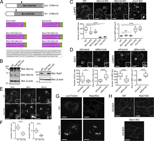 KO information and additional endosome and lysosome phenotypes in Mon1-KO cells (related toFig. 1). (A) Domain organization of canine (Canis lupus: Cl) Mon1a and Mon1b proteins and genomic mutations in Mon1a-KO, Mon1b-KO, and Mon1-KO (Mon1-a/b-DKO) cells. Both Mon1a and Mon1b contain longin-like DUF254 domains (Gerondopoulos et al., 2012). The arrows point to the positions of the Cas9 target sites. The Cas9 target and protospacer adjacent motif (PAM) sequences are highlighted in magenta and green, respectively. Genomic PCR products containing the target site were directly sequenced or subcloned into the pGEM-T Easy vector (Promega; Madison, WI), and their inserts were then sequenced. (B) Lysates of WT, Rab7-KO, and Mon1-KO cells were analyzed by immunoblotting with the antibodies indicated. The asterisks and arrowhead indicate non-specific bands and Mon1a, respectively. (C) Immunostaining of LAMP2 in WT, Mon1a-KO, Mon1b-KO, and Ccz1-KO cells. Scale bars, 20 µm; insets, 2 µm. The numbers and sizes of LAMP2-positive dots per cell (n = 15 cells) were determined. The solid bars, boxes, and whiskers indicate the median, interquartile range (25–75th percentile), and upper and lower quartiles, respectively, of the values. The statistical analyses were performed by one-way ANOVA and Tukey’s test. ***, P < 0.001. Genomic mutations in Ccz1-KO cells were identified by genomic sequencing. A single-nucleotide insertion (boldface; 5′-TTCATCTACAACCCGCG(A/T)CTT-3′) or 20-nucleotide deletion (5′-CTGA--------------------GCCTT-3′) was found in the target sequence for canine Ccz1 (5′-TTCATCTACAACCCGCGCTT-3′). (D) Immunostaining of EEA1 or LAMP2 in control siRNA (siControl)-treated and Mon1a/b siRNA (siMon1)-treated cells. Scale bars, 20 µm; insets, 2 µm. The numbers of EEA1- or LAMP2-positive dots per cell (n = 15 cells) were determined. The solid bars, boxes, and whiskers indicate the median, interquartile range (25–75th percentile), and upper and lower quartiles, respectively, of the values. The statistical analyses were performed by two-tailed, unpaired Student’s t test. *, P < 0.05; ***, P < 0.001. (E) Immunostaining of EEA1, LBPA, and GM130 in WT and Mon1-KO cells. Insets show magnified views of the boxed areas. Scale bars, 20 µm; insets, 2 µm. (F) The numbers of EEA1- or LBPA-positive dots per cell (n = 15 cells) in E were determined. The solid bars, boxes, and whiskers indicate the median, interquartile range (25–75th percentile), and upper and lower quartiles, respectively, of the values. The statistical analyses were performed by two-tailed, unpaired Student’s t test. ***, P < 0.001. (G) Typical images of WT and Mon1-KO cells that had been exposed to LysoTracker and MagicRed. Scale bars, 20 µm. (H) Typical images of WT, Rab7-KO, and Mon1-KO cells (outlined with dotted lines) that had been exposed to DQ-BSA for 6 h. Scale bars, 20 µm. Since DQ-BSA signals were observed only after its cleavage by lysosomal hydrolases, DQ-BSA is likely to be trapped in early endosomes as a result of an endosome maturation defect in Mon1-KO cells (and a partial defect in Rab7-KO cells). Source data are available for this figure: SourceData FS1.