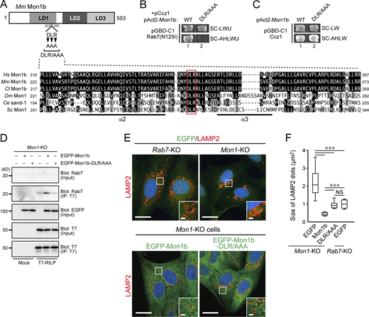 Generation of a Mon1b point mutant and its rescue activities in Mon1-KO cells (related toFig. 1). (A) Schematic representation of the mouse Mon1b mutant used in this study. Conserved residues of Mon1 from six species: human (Hs), mouse (Mm), canine (Cl), Drosophila melanogaster (Dm), Caenorhabditis elegans (Ce), and budding yeast (Sc). Residues that are identical and similar to mouse Mon1b in the longin domain 1 (LD1) are shown against a black background and gray background, respectively. Highly conserved residues (DLR) in the loop between α2 and α3 helices among the six Mon1 proteins are boxed in red and were subjected to Ala-based site-directed mutagenesis (arrowheads; named DLR/AAA). The DLR sequence is located at the loop between α2 and α3 helices (solid lines) that contributes recognition of Rab7/Ypt7 (Klink et al., 2022), and thereby the DLR/AAA mutation of Mon1b impaired its Rab7 binding ability shown in B. (B) Inactive Rab7 (a nucleotide-free form of Rab7) binding activity of the Mon1b-DLR/AAA mutant as revealed by yeast tri-hybrid assays. Yeast cells containing pCcz1 plasmids, pAct2 plasmids expressing Mon1b (WT or DLR/AAA), and pGBD-C1-Rab7 (N125I)ΔCys plasmids were streaked on SC-LWU or SC-AHLWU medium (selection medium) and incubated at 30°C. (C) Ccz1 binding activity of Mon1b-DLR/AAA as revealed by yeast two-hybrid assays. Yeast cells containing pGBD-C1-Ccz1 plasmids and pAct2 plasmids expressing Mon1b (WT or DLR/AAA) were streaked on SC-LW or SC-AHLW medium (selection medium) and incubated at 30°C. (D) The amount of active, GTP-bound Rab7 in Mon1-KO cells stably expressing WT or mutant Mon1b-DLR/AAA was analyzed by an effector-based pull-down assay with beads coupled to T7-RILP. (E) Immunostaining of LAMP2 in Mon1-KO cells stably expressing EGEP-Mon1b or its mutant. Insets show magnified views of the boxed areas. Scale bars, 20 µm; insets, 2 µm. (F) The sizes of LAMP2-positive dots per cell (n = 15 cells) in E were determined. The solid bars, boxes, and whiskers indicate the median, interquartile range (25–75th percentile), and upper and lower quartiles, respectively, of the values. The statistical analyses were performed by one-way ANOVA and Tukey’s test. ***, P < 0.001. Source data are available for this figure: SourceData FS2. Refer to the image caption for details.