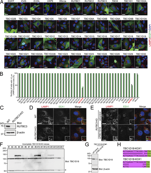 Summary of the comprehensive screening of 43 TBC proteins and analysis of RUTBC3-KO phenotypes (related toFig. 3). (A) Immunostaining of LAMP2 in Mon1-KO cells transiently expressing EGFP-TBC proteins. Scale bars, 20 µm. (B) The percentage of cells containing LAMP2-positive dots >2.0 µm in diameter was calculated (n = 20 cells for each TBC protein). TBC protein-expressing cells were identified by either EGFP fluorescence (green bars) or immunostaining with anti-T7 tag antibody (gray bars). Note that ∼50% of the cells expressing TBC1D18 or RUTBC3 did not contain any LAMP2-positive dots >2.0 µm in diameter. (C) Lysates of WT and RUTBC3-KO cells were analyzed by immunoblotting with the antibodies indicated. (D) Immunostaining of EEA1 and LAMP1 in WT and RUTBC3-KO cells. Insets show magnified views of the boxed areas. Scale bars, 20 µm; insets, 2 µm. (E)RUTBC3-KO cells were transfected with control siRNA (siControl) or TBC1D18 siRNA (siTBC1D18). 3 d after transfection, the cells were immunostained with anti-LAMP1 and anti-EEA1 antibodies. Insets show magnified views of the boxed areas. Scale bars, 20 µm; insets, 2 µm. (F) TBC1D18 protein expression in incomplete TBC1D18-KO cells. Three TBC1D18 bands (∼75, ∼100, and ∼130 kD bands) were observed in WT MDCK cells, and the ∼100 kD band was always retained in TBC1D18 sgRNA-expressing cells (i.e., incomplete TBC1D18-KO cells). The asterisk indicates non-specific bands. (G) Lysates of the incomplete TBC1D18-KO#1 cells in F that had been treated with control siRNA (siControl) or TBC1D18 siRNA (siTBC1D18) were analyzed by immunoblotting with the antibodies indicated. The siTBC1D18 treatment dramatically reduced the 100 kD band intensity, confirming that it corresponds to TBC1D18 protein in MDCK cells (see also Fig. 3 F). (H) Genome sequences of TBC1D18-KO#1 cells. The Cas9 target and PAM sequences are highlighted in magenta and green, respectively. Genomic PCR products containing the target site were subcloned into the pGEM-T Easy vector, and their inserts were then sequenced. One nucleotide insertion and 12 nucleotide deletion (i.e., four amino acid deletion) were found in the target site. Source data are available for this figure: SourceData FS4. Refer to the image caption for details.