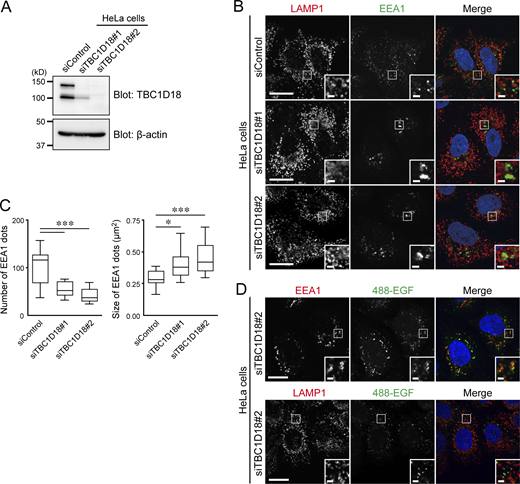 Effect of TBC1D18 depletion on endosome morphology and maturation in HeLa cells (related toFig. 5). (A) HeLa cells were transfected with control siRNA (siControl) or TBC1D18 siRNAs (siTBC1D18#1 and #2). Lysates of the cells were analyzed by immunoblotting with the antibodies indicated. (B) HeLa cells were transfected with the siRNAs indicated, and 3 d after transfection, the cells were immunostained with anti-LAMP1 and anti-EEA1 antibodies. Insets show magnified views of the boxed areas. Scale bars, 20 µm; insets, 2 µm. (C) The numbers and sizes of EEA1-positive dots per cell (n = 15 cells) in B were determined. The solid bars, boxes, and whiskers indicate the median, interquartile range (25–75th percentile), and upper and lower quartiles, respectively, of the values. The statistical analyses were performed by one-way ANOVA and Tukey’s test. *, P < 0.05; ***, P < 0.001. (D) HeLa cells that had been treated with the siTBC1D18#2 were incubated with 488-EGF for 20 min, and then immunostained for EEA1 and LAMP1 (see also Fig. 5, C and D). Insets show magnified views of the boxed areas. Scale bars, 20 µm; insets, 2 µm. Source data are available for this figure: SourceData FS5.