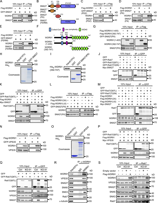 WDR91 promotes Rab7 interaction with SNX-retromer components. (A) Co-IP of Flag-WDR91 with GFP-SNX27. IP was performed with anti-Flag antibody resin and the precipitated proteins were detected with Flag and GFP antibodies. (B) Schematic depiction of SNX27 truncations. (C–E) Co-IP of Flag-WDR91 with GFP-tagged PDZ (C), PX (D), and FERM (E) of SNX27. IPs were performed with anti-Flag antibody resin and detected with Flag and GFP antibodies. (F) Schematic depiction of WDR91 truncations. (G) Co-IP of Flag-tagged WDR91(1-405) and WDR91(392-747) with GFP-SNX27(PX). IPs were performed with anti-Flag antibody resin and detected with Flag and GFP antibodies. (H) GST and GST-SNX27 immobilized on glutathione-Sepharose beads were incubated with WDR91-His6. The precipitates were immunoblotted with His6 antibody. GST-fusion proteins were stained with Coomassie blue. (I) GST and GST-SNX27(PX) immobilized on glutathione-Sepharose beads were incubated with His6-WDR91(392-747). The precipitates were immunoblotted with His6 antibody. GST-fusion proteins were stained with Coomassie blue. (J) Co-IP of GFP-tagged Rab7(WT), Rab7(Q67L), and Rab7(T22N) with Myc-SNX27. IPs were performed with GFP-trap beads, and precipitated proteins were detected with Myc and GFP antibodies. (K) Co-IP of GFP-Rab7(Q67L) with Myc-SNX27 without or with Flag-WDR91. IPs were performed with GFP-trap beads and immunoblotted using Flag, Myc, and GFP antibodies. (L) Co-IP of Flag-WDR91(WT), Flag-WDR91(3A), and Flag-WDR91(Δ5) with GFP- SNX27(PX). IPs were performed with anti-Flag antibody resin and immunoblotted using Flag and GFP antibodies. (M) Co-IP of Myc-SNX27 with GFP-Rab7(Q67L) or GFP-Rab7(T22N) in the presence of Flag-WDR91(WT), Flag-WDR91(3A), or Flag-WDR91(Δ5). IPs were performed with GFP-trap beads and immunoblotted using Flag, Myc and GFP antibodies. (N) Co-IP of Flag-WDR91 with GFP-VPS35. IPs were performed with anti-Flag antibody resin and immunoblotted using Flag and GFP antibodies. (O) GST and GST-VPS35 immobilized on glutathione-Sepharose beads were incubated with WDR91-His6. The precipitates were immunoblotted with His6 antibody. GST-fusion proteins were stained with Coomassie blue. (P) Co-IP of GFP-Rab7(Q67L) with Myc-VPS35 in the presence of Flag-WDR91. IPs were performed with GFP-trap beads and immunoblotted using Flag, Myc, and GFP antibodies. (Q) Co-IP of endogenous VPS35, SNX27, and WDR91 with ectopically expressed GFP-Rab7(Q67L) in control and KO-91 HeLa cells. Proteins were precipitated with GFP-trap beads and detected with antibodies against GFP, WDR91, VPS35, and SNX27. (R) Co-IP of endogenous VPS35, SNX27, SNX6, SNX3, and Rab7 with WDR91 in control HeLa cells. IPs were performed with WDR91 antibody and precipitated proteins were detected with antibodies against the indicated proteins. (S) Co-IP of endogenous WDR91, VPS35, SNX27, SNX6, and SNX3 with Rab7 in Ctrl cells, KO-91 cells, and KO-91 cells transfected with empty or Flag-WDR91–expressing vectors. IPs were performed with Rab7 antibody and precipitated proteins were detected with antibodies against the indicated proteins. Source data are available for this figure: SourceData F5. Refer to the image caption for details.