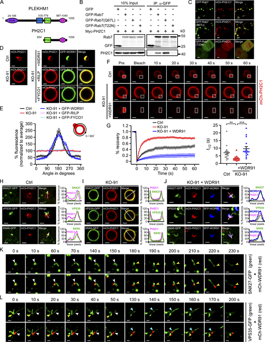 WDR91 enriches and restricts active Rab7 and SNX-retromer components for formation of the endosomal retrieval subdomain. (A) Schematic depiction of an active Rab7-detecting sensor derived from the PH2-C1 domain of PLEKHM1. (B) Co-IP of GFP-Rab7, GFP-Rab7(Q67L), and Rab7(T22N) with Myc-PH2C1. IPs were performed with GFP-trap beads and immunoblotted using Myc and GFP antibodies. (C) Co-localization of mCherry-PH2C1 (mCh-PH2C1) with GFP-Rab7, GFP-Rab7(Q67L), and GFP-Rab7(T22N) in HeLa cells. Bars, 5 μm. (D) Representative images of endosomal mCh-PH2C1 in Ctrl cells, KO-91 cells, and KO-91 cells expressing GFP-WDR91, GFP-RILP, or GFP-FYCO1. Bars, 1 μm. (E) Measurement of mCh-PH2C1 fluorescence intensity in a clockwise direction along the endosomal membrane (as indicated in the upper right) as shown in D. n = 12 endosomes (Ctrl); n = 12 endosomes (KO-91); n = 12 endosomes (KO-91 + GFP-WDR91); n = 12 endosomes (KO-91 + GFP-RILP); n = 12 endosomes (KO91 + GFP-FYCO1). The profiles of endosomes were obtained and normalized to achieve the average endosomal mCh-PH2C1 fluorescence intensity (mean ± SEM). (F) FRAP analysis of mCh-PH2C1 in Ctrl, KO-91 cells, and KO-91 cells re-expressing WDR91. The frame in each individual image indicates the photo-bleached area. Bars, 1 μm. (G) Quantification of fluorescence recovery of mCh-PH2C1 (left), and recovery half-time (t1/2; right). n = 18 endosomes (Ctrl); n = 16 endosomes (KO-91); n = 16 endosomes (KO-91 + WDR91). Data represent mean ± SEM. Statistical analyses were performed with the Kruskal–Wallis test. **, P < 0.01; ***, P < 0.001. (H and I) Co-localization of SNX27-GFP, VPS35-GFP, SNX6-GFP with mCh-PH2C1 in Ctrl (H) and KO-91(I) HeLa cells. Quantifications of linear pixel fluorescence of GFP-tagged proteins (green) and mCh-PH2C1 (magenta) along the arrows across the endosomes in the merge images are shown on the right. Bars, 2 μm. (J) Co-localization of SNX27-GFP, VPS35-GFP, SNX6-GFP with mCh-PH2C1 in KO-91 cells re-expressing BFP-WDR91. Quantifications of linear pixel fluorescence of GFP-tagged proteins (green), mCh-PH2C1 (magenta), and BFP-WDR91 (blue) along the arrows across the endosomes in the merge images are shown on the right. Bars, 2 μm. (K and L) Time-lapse chasing of SNX27-GFP–labeled (K) or VPS35-GFP–labeled (L) tubulation events (indicated by arrowheads in different colors) from mCh-WDR91–enriched endosomal domains. Bars, 1 μm. Source data are available for this figure: SourceData F6. Refer to the image caption for details.