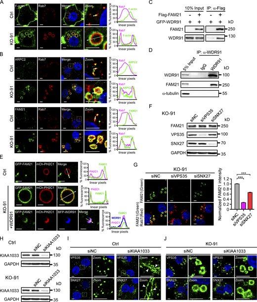 WDR91 coordinates with the FAM21-containing WASH complex to organize the actin network for formation of endosomal retrieval subdomains. (A) Co-localization of phalloidin-stained F-actin with Rab7 in Ctrl and KO-91 cells. Zoom images show magnified frames in the merged images. Quantifications of linear pixel fluorescence of F-actin (green) and Rab7 (magenta) along the arrows across the endosomes in the zoom images are shown on the right. Bars, 5 µm. (B) Co-immunostaining of Rab7 with endogenous ARPC2 (top), and FAM21 (bottom) in Ctrl and KO-91 cells. Zoom images show magnified frames in the merged images. Quantifications of linear pixel fluorescence of Rab7 (magenta), ARPC2 (green), or FAM21 (green) along the arrows across the endosomes in the zoom images are shown on the right. Bars, 5 µm. (C) Co-IP of Flag-FAM21 with GFP-WDR91. IPs were performed with anti-Flag antibody resin and immunoblotted using Flag and GFP antibodies. (D) Co-IP of endogenous FAM21 with WDR91 in control HeLa cells. IP was performed with WDR91 antibody and precipitated proteins were detected with antibodies against the indicated proteins. (E) Co-localization of GFP-FAM21 with mCh-PH2C1 in Ctrl, KO-91 cells, and KO-91 cells re-expressing BFP-WDR91. Bars, 2 μm. Quantification of linear pixel fluorescence of GFP-FAM21 (green), mCh-PH2C1 (magenta), and BFP-WDR91 (blue) along the arrows across the endosomes in the merge images are shown on the right. (F) Immunoblotting of endogenous FAM21, VPS35, and SNX27 in KO-91 cells treated with negative control siRNA (siNC), VPS35 siRNA (siVPS35), and SNX27 siRNA (siSNX27). (G) Co-immunostaining of endogenous FAM21 with Rab7 in KO-91 cells treated with siNC, siVPS35, and siSNX27. Bars, 5 μm. Quantification of endogenous FAM21 intensity on endosomes is shown on the right. n = 50 cells (siNC); n = 50 cells (siVPS35); n = 48 cells (siSNX27). Statistical analyses were performed with the Kruskal–Wallis test. ***, P < 0.001. (H) Immunoblotting of endogenous KIAA1033 in Ctrl (top) and KO-91 (bottom) cells treated with siNC and KIAA1033 siRNA (siKIAA1033). (I) Immunostaining of endogenous VPS35 (top) and SNX27 (bottom) in Ctrl HeLa cells treated with siNC and siKIAA1033. Zoom images show magnified frames in the left column in each group. Membrane tubules are indicated with arrowheads. Bars, 5 μm. (J) Immunostaining of endogenous VPS35 (top) and SNX27 (bottom) in KO-91 cells treated with siNC and siKIAA1033. Zoom images show magnified frames in the left column in each group. Bars, 5 μm. Source data are available for this figure: SourceData F8. Refer to the image caption for details.