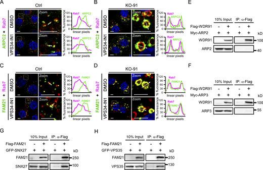 Characterization of endosomal association of ARP2/3 and WASH components, and the interaction of ARP2/3 with WDR91, and FAM21 with SNX27 or VPS35. (A and B) Co-immunostaining of endogenous ARPC2 with Rab7 in Ctrl (A) and KO-91 (B) cells treated without or with VPS34-IN1 (2 μM, 3 h). Zoom images show magnified frames in the merged images. Bars, 5 µm. Quantifications of linear pixel fluorescence along the arrows across the endosomes in the zoom images are shown on the right. Green: ARPC2; Magenta: Rab7. (C and D) Co-immunostaining of endogenous FAM21 with Rab7 in Ctrl (C) and KO-91 (D) cells treated without or with VPS34-IN1 (2 μM, 3 h). Zoom images show magnified frames in the merged images. Bars, 5 µm. Quantifications of linear pixel fluorescence along the arrows across the endosomes in the zoom images are shown on the right. Green: FAM21; Magenta: Rab7. (E and F) Co-IP of Flag-WDR91 with Myc-ARP2 (E) and Myc-ARP3 (F). IPs were performed with anti-Flag antibody resin and immunoblotted using Flag and Myc antibodies. (G and H) Co-IP of Flag-FAM21 with GFP-SNX27 (G) and GFP-VPS35 (H). IPs were performed with anti-Flag antibody resin and immunoblotted using Flag and GFP antibodies. Source data are available for this figure: SourceData FS5. Refer to the image caption for details.