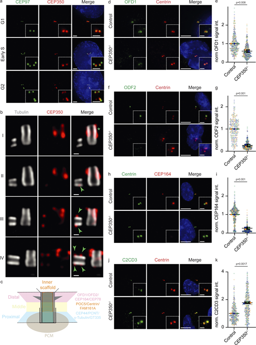 CEP350 is stepwise recruited to assembling centrioles. (a) IF images of cycling CEP350 WT control cells that were fixed and stained for CEP97 (green), CEP350 (red), and DNA with DAPI (blue) to understand the relative recruitment time of CEP350. (b) u-ExM images showing the step-wise centriolar recruitment of CEP350. Centrioles of CEP350 WT control cells were stained with α-tubulin (gray) and CEP350 (red) antibodies. Green arrowheads indicate CEP350 signal at daughter centrioles. The green asterisk marks the mother centriole with CEP350 at its distal end. I, II, III, and IV represent recruitment phases of CEP350 that were ordered according to the length of the daughter centriole. (c) Centriole regions based on protein composition and structural compartmentalization are represented as a cartoon. (d) OFD1 (green), Centrin (red), and DAPI (blue) in control and CEP350−/− cells. (e) Quantification of the OFD1 signals at centrioles represented in d. (f) Image of ODF2 (green), Centrin (red), and DNA by DAPI (blue) in control and CEP350−/− cells. (g) Quantification of the ODF2 signals at centrioles in f. (h) Centrin (green), CEP164 (red), and DAPI (blue) in control and CEP350−/− cells. (i) Quantification of the CEP164 signals at centrioles in h. (j) C2CD3 (green), Centrin (red), and DAPI (blue) in control and CEP350−/− cells. (k) Quantification of the C2CD3 signals at centrioles in j. (a, b, d, f, h, and j) Cells were extracted by CSK (see Materials and methods), and then either methanol- (a, d, f, and h) or formalin-fixed (j). The enlargements on the bottom right of panels a, d, f, h, and j are magnifications of the centriole signals shown in the center. Scale bars: (a) 2 μm, (b) 100 nm, (d, f, h, and j) 10 μm in main panels, and (a, d, f, h, and j) 2 μm in inset magnifications. Data are presented as mean ± SD where error bars represent the SD. N = 3, n > 240 cells in total. Statistics were derived from two-tailed unpaired t test analysis of at least three biologically independent experiments. Each independent experiment repetition is represented with same color on different groups of graphs. Source data are provided in Data S1.