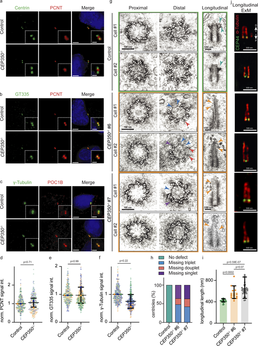 CEP350 loss has no effect on the recruitment of proximal PCM proteins but distal-end centriole microtubule structures are defective. (a–c) IF images of cycling control cells and CEP350−/−cells. All cells were methanol fixed and stained with (a) Centrin (green), PCNT (red), and DAPI (blue); (b) GT335 for polyglutamylation (green), PCNT (red), and DAPI (blue); and (c) γ-tubulin (green), POC1B (red), and DAPI (blue). The enlargements on the bottom right are magnifications of the centriole signals shown in the center. (d–f) Quantifications of centriolar signals in panels a–c, respectively. (g) Electron micrographs of centrioles of control cells and CEP350−/− cells (clones #6 and #7) in cross and longitudinal sections. Two different cells (#1 and #2) are shown for each condition. The A-C linker was used to identify the end of centrioles. Microtubule damages are indicated by arrowheads in cross-sections (blue for missing triplets, red for missing doublets, and purple for missing singlets). Green arrowheads in the longitudinal sections of the control cells highlight the position of the distal and subdistal appendages. Ochre arrowheads indicate centriole microtubule defects in longitudinal sections of centrioles in CEP350−/− cells. (h) MT defects observed in centrioles in g were quantified (n = 5 for control, n = 21 for CEP350−/− clone #6, and n = 13 for CEP350−/− clone #7). Color of bars corresponds to arrowheads in g. (i) Longitudinal length analysis from centrioles in g of control and CEP350−/− clone #6 and clone #7 cells (n = 20 for control cells, n = 15 for clone #6, and n = 33 for clone #7). Data are presented as mean ± SD, where error bars represent the SD. (j) Fixed cells were expanded with an expansion factor of 4 for u-ExM and stained with CEP44 (green) and α-tubulin (red) antibodies. Proximal (P) and distal (D) directions are indicated by white arrows. All cells were CSK extracted. Scale bars: (a–c) 5 μm in main panels and 2 μm in inset magnifications, (g) 100 nm in cross-sections and 150 nm in longitudinal sections, (j) 500 nm. (d–f) Data are presented as mean ± SD of N = 3, n > 240 cells in total where error bars represent the SD. Statistics were derived from two-tail unpaired t test analysis of at least three biologically independent experiments. Each independent experiment repetition is represented with the same color on different groups of graphs. Source data are provided in Data S1.