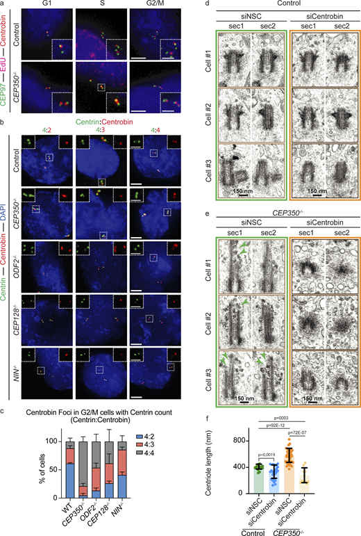 Subdistal appendage proteins play an important role in Centrobin removal. (a) IF images of cycling control cells and CEP350−/− cells fixed with methanol and stained with CEP97 (green), EdU (magenta), and Centrobin (red). The enlargements on the bottom right are magnifications of the centriole signals shown in the center. (b) G2/M phase control cells and CEP350−/−, ODF2−/−, CEP128−/−, NIN−/− cells were stained for Centrin (green), Centrobin (red), DAPI (blue) to analyze Centrobin removal defects. The 4:2 ratio of Centrin:Centrobin indicates Centrobin removal from both mother centrioles, 4:3 a partial removal failure, and 4:4 a complete removal defect. (c) Cells in panel b were quantified for 4:2, 4:3, and 4:4 Centrin:Centrobin ratios to indicate Centrobin removal defects in different cell lines (N = 3, n = 50 for each condition). (d and e) Control cells (d) and CEP350−/− cells (e) were treated for 72 h with the siNSC and siCentrobin siRNA. Cells were analyzed by thin section EM. Shown are two longitudinal sections (sec1 and sec2) through centrioles of three cells each for CEP350−/ and control. (f) Centrioles in panels d and e were quantified for longitudinal centriole lengths. n = 16 for siNSC in WT, n = 25 for siCentrobinin WT, n = 38 for siNSC in CEP350−/−, and n = 11 for siCentrobin in CEP350−/−. Scale bars: (a and b) 5 μm in main panels, 2 μm in inset magnifications, and (d and e) 150 nm. (c and f) Data are presented as mean ± SD where error bars represent the SD. Statistics were from multiple comparison of two-way ANOVA multiple comparison analysis of three independent experiments (c) or two-tailed unpaired t test analysis of single measurements (f). Source data are provided in Data S1. Refer to the image caption for details.