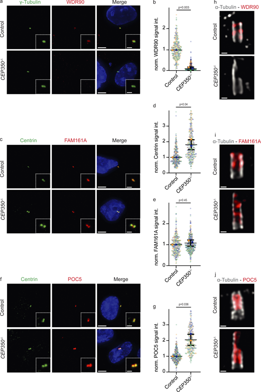 WDR90 recruitment to centriole wall is defected in CEP350−/−cells. (a, c, and f) Control cells and CEP350−/− cells are methanol fixed and stained for IF with (a) γ-tubulin (green) and WDR90 (red); (c) Centrin (green) and FAM161A (red); and (f) Centrin (green) and POC5 (red). DNA was stained with DAPI. The enlargements on the bottom right are magnifications of the centriole signals shown in the center. (b, d, e, and g) Quantifications of centriolar signals of panels a, c, and f. N = 3, n > 240 cells. Data are presented as mean ± SD where error bars represent the SD. Each independent experiment repetition is represented with the same color on different groups of graphs. Statistics were derived from two-tailed unpaired t test analysis of at least three biologically independent experiments. (h–j) Control cells and CEP350−/− cells were fixed, expanded with an expansion factor of 4 for u-ExM, and stained with (h) α-tubulin (gray) and WDR90 (red); (i) α-tubulin (gray) and FAM161A (red); and (j) α-tubulin (gray) and POC5 (red). All cells were CSK extracted. Scale bars: (a, c, and f) 5 μm in main panels and 2 μm in inset magnifications, (h–j) 100 nm. Source data are provided in Data S1. Refer to the image caption for details.