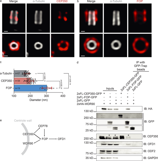 CEP350/FOP complex interacts with WDR90 and OFD1 to ensure centriole stability and length control. (a and b) Cycling control cells were fixed, expanded with an expansion factor of 4 and stained for u-ExM with (a) α-tubulin (gray) and CEP350 (red) and (b) α-tubulin (gray) and FOP (red). (c) Quantification of tubulin (centriole wall), CEP350, and FOP signal diameters (n = 57 for tubulin, n = 38 for CEP350, and n = 19 for FOP signal diameter quantification) presented as mean ± SD where error bars represent the SD. (d)2xHA-WDR90 was co-expressed with 2xFlag-CEP350-GFP, 2xFlag-FOP-GFP, and 2xFlag-GFP in HEK293T cells with transient transfection. Agarose GFP-Trap beads were used as baits and the presence of WDR90 was checked together with indicated proteins by IB using the indicated antibodies. Represented results are from three independent experiments. Asterisks indicate the endogenous CEP350 protein. (e) Protein interactions of CEP350/FOP complex based on co-IP experiments in d. All imaged cells were CSK extracted. Scale bars: (a and b) 100 nm. (c) Statistics were from two-tailed unpaired t test of single measurements. Source data are provided in Data S1. Source data are available for this figure: SourceData F5. Refer to the image caption for details.
