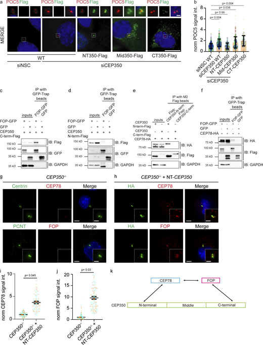 CEP350 N-terminus is sufficient to rescue centriole length control by recruiting CEP78 and FOP to CEP350−/−centrioles. (a) siCEP350-treated cells were complemented with siRNA-resistant CEP350 N-terminus (NT350-Flag), middle region (Mid350-Flag), and C-terminus (CT350-Flag) and stained with POC5 (red) and Flag (green). All imaged cells were CSK extracted. (b) Quantification of POC5 signal intensity at centrioles from a. N = 6, n > 50 cells for each condition. (c and d)FOP-GFP and GFP plasmids were coexpressed with (c) 2xFlag-CEP350-C-term and (d) 2xFlag-CEP350-N-term in HEK293T cells with transient transfection. Agarose GFP-Trap beads were used as baits and the presence of CEP350-C-terminus and CEP350-N-terminus was analyzed with anti-Flag antibodies. (e and f) (e) 2xFlag-CEP350-N-term, 2xFlag-CEP350-C-term, and (f) FOP-GFP and GFP were coexpressed with 2xHA-CEP78 in HEK293T cells with transient transfection. M2 flag beads and GFP trap beads were used as baits and the presence of CEP78 was checked with anti-HA antibodies. GAPDH was used as a loading control for input lanes in c–f. Asterisks indicate the unspecific bands of the stated antibodies. (g and h) (g) CEP350−/− cells and (h) CEP350−/− cells with overexpressed NT-CEP350 were CSK extracted, methanol-fixed, and stained for IF with the indicated antibodies. DNA was stained with DAPI. The enlargements on the bottom right are magnifications of the centriole signals shown in the center. (i and j) Cells represented in panels g and h were quantified for signal intensities. Data are presented as mean ± SD of N = 2, n > 100 cells in total where error bars represent the SD. Statistics were derived from two-tailed unpaired t test analysis of at least two biologically independent experiments. Each independent experiment repetition is represented with the same color on different groups of graphs. (a, g, and h) Scale bars: 5 μm in main panels and 2 μm in inset magnifications. (k) A model of protein interactions identified in c–f are represented. Source data are provided in Data S1. Source data are available for this figure: SourceData F6.