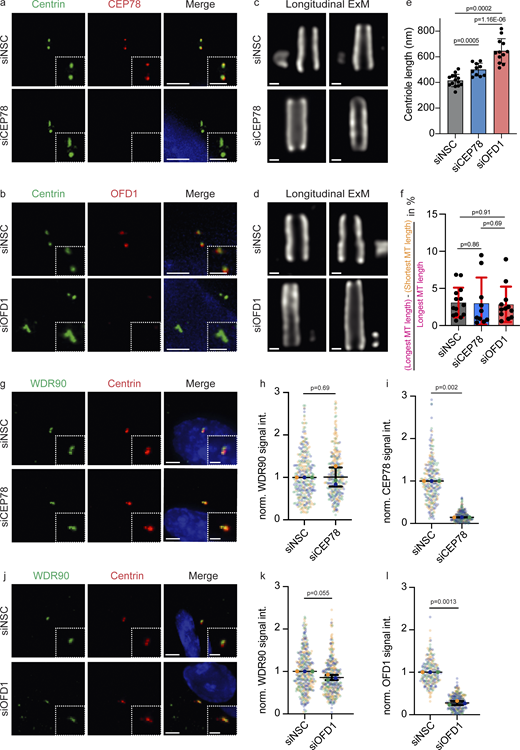Centriole length and stability are independent factors. (a–d) Cycling control cells were treated with indicated siRNAs to observe centriole elongation with IF and u-ExM. (a) siCEP78-treated cells were stained with Centrin (green) and CEP78 (red) and then analyzed by IF. (b) siOFD1-treated cells were stained with Centrin (green) and OFD1 (red) and then analyzed by IF. (c and d) Cells from panels a and b were fixed, expanded with an expansion factor of 4 for u-ExM, and stained with α-tubulin (gray). (e) Centriole length of siCEP78 and siOFD1 from u-ExM images represented in c and d was measured. (f) Relative length differences of centriole microtubules in c and d. Relative length difference was calculated as indicated in Fig. S5 e. (e and f) n = 14 for siNSC, n = 10 for siCEP78, and n = 12 for siOFD1. (g and j) The cells from a and b were stained for IF WDR90 (green) and Centrin (red). (h, i, k, and l) Levels of WDR90 (h and k), CEP78 (i), and OFD1 (l) were quantified. N = 3, n > 240 cells. All cells were extracted by CSK. (a, b, g, and j) The enlargements on the bottom right are magnifications of the centriole signals shown in the center. Scale bars: (a, b, g, and j) 5 μm in main panels and 2 μm in inset magnifications, (c and d) 100 nm. (e, f, h, i, k, and l) Data are presented as mean ± SD where error bars represent the SD. (e and f) From one experiment. (h, i, k, and l)N = 3, n > 240 cells. Statistics were from two-tailed unpaired t test analysis of single measurements or three independent experiments. Each independent experiment repetition is represented with the same color on different groups of graphs. Source data are provided in Data S1.