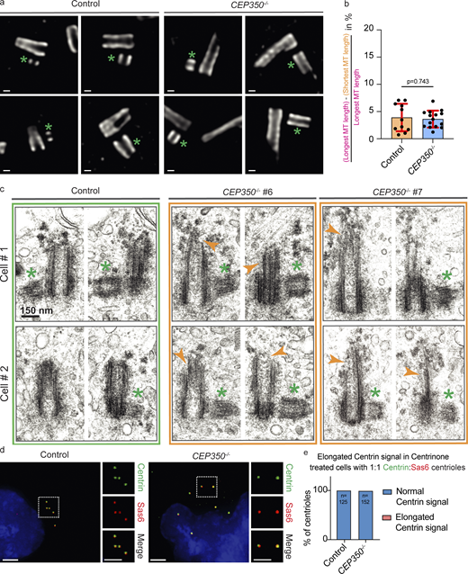 CEP350−/−centrioles do not overelongate in their first cell cycle. (a) Control and CEP350−/− cells were fixed and expended by a factor of 4 and stained for u-ExM with α-tubulin (gray) to follow daughter centriole elongation. Green asterisks indicate the daughter centrioles. (b) Relative length differences within centrioles represented in panel a were measured (n = 11 for control and n = 15 for CEP350−/− cells) as outlined in Fig. S5 e. Data are presented as mean ± SD where error bars represent the SD. The statistic is from two-tailed unpaired t test analysis of indicated numbers of single measurements. (c) Electron micrographs of control and CEP350−/− centrioles were shown. Daughter centrioles were indicated with green asterisks, and defects on mother centrioles are indicated by ochre arrowheads. (d) Control and CEP350−/− cells were treated with Centrinone for 4 d. Centrinone was washed out after. 14 h after the washout, cells were methanol fixed for IF by Centrin (green) and Sas6 (red) in order to identify de novo centrioles (1:1 Centrin:Sas6 centrioles). (e) De novo centrioles were counted for elongated Centrin phenotype in control and CEP350−/− cells. n = 125 for control and n = 152 for CEP350−/− cells. Scale bars: (a) 100 nm, (c) 150 nm, and (d) 2 μm in main panels and 2 μm in inset magnifications. Source data are provided in Data S1.