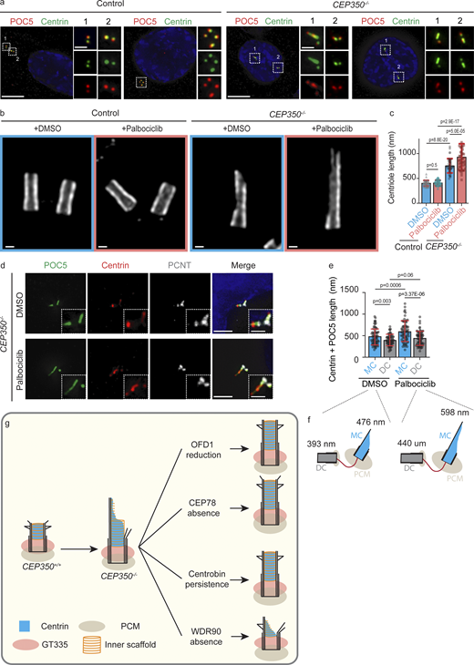 Centriole elongation block after mitosis is defective in CEP350−/−cells. (a) Cycling control and CEP350−/− cells were fixed and stained for POC5 (red) and Centrin (green) antibodies. G2 cells were selected according to POC5 recruitment to daughter centrioles (weaker Centrin and POC5 signals). The images on the right-hand side are enlargements of the boxed areas in the main image numbered 1 and 2. (b) Control cells and CEP350−/− cells were treated with DMSO (solvent control) and 100 nM Palbociclib for 16 h. After 16 h, cells are fixed, expanded with an expansion factor of 4, and stained for u-ExM with α-tubulin. (c) Longitudinal length of centrioles from panel b was measured. n = 40 for control DMSO, n = 49 for control Palbociclib, n = 40 for CEP350−/− DMSO, and n = 46 for CEP350−/− Palbociclib. (d) G1 arrested control cells and CEP350−/− cells were methanol-fixed and stained for IF with POC5 (green), Centrin (red), and PCNT (gray). The enlargements on the bottom right are magnifications of the centriole signals shown in the center. (e) Quantification of d. Centrin and POC5 signal lengths that were observed in panel d were measured for each cell. n = 72 cells in DMSO control and n = 75 cells in Palbociclib treatment. MC, mother centriole; DC, daughter centriole. (f) Average length of mother centriole and daughter centriole from panel e is shown above the centriole cartoons. (g) A model for CEP350 driven centriole length and stability mechanisms is shown. Scale bars: (a) 5 and 1 μm in inset magnifications, (b) 100 nm, (d) 2 and 2 μm in inset magnifications. (c and e) Data are presented as mean ± SD where error bars represent the SD. Statistics were from two-tailed unpaired t test analysis of indicated numbers of biologically single measurements. Source data are provided in Data S1.