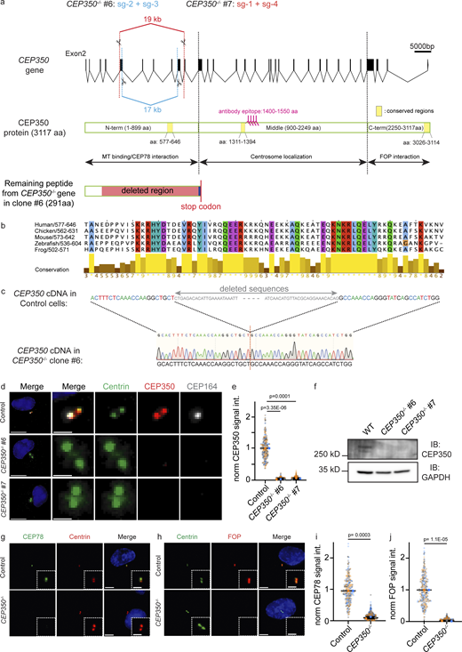 Genetically different CEP350−/−cell lines were created by CRISPR/Cas9 and CEP350 loss was verified by IF and WB. (a) Different combinations of sgRNA guides were cloned in pX458 and electroporated in RPE-1 TP53−/− and RPE-1 TP53+/+ cells. 48 h after electroporation, single cells were FACS-sorted in 96-well plates and grown clones were analyzed by mRNA extraction and following cDNA production to use in PCR screen. WT CEP350 gene (ENST00000367607.8) is represented with coding exons and all introns to illustrate the sgRNA guided double CRISPR cuts, and the coding CEP350 protein (CCDS1336) is shown. CEP350 protein is divided into N-terminus (1–899 aa), middle (900–2249 aa), and C-terminus (2250–3117 aa), which are used to analyze domain interactions of CEP350 in rescue and IP experiments (see Fig. 6). Yellow marked domains are shown as the most conserved CEP350 regions in different species analyzed by Clustal-Omega tool of European Molecular Biology Laboratory. Remaining peptide from mutated CEP350 gene is shown for CEP350−/− clone #6 in comparison to the WT CEP350 protein to illustrate cut-out region and consecutive frame shift (represented in dark blue), which later leads to a premature stop codon at the 291 aa. (b) The result of CEP350 protein conservation among its orthologs was represented by Jalview tool to demonstrate conserved aa sequences at the N-terminus of CEP350 protein (577–646 aa). (c) After mRNA extraction and cDNA conversion, the PCR product of CEP350−/− clone #6 was sequenced to represent the missing sequences in CEP350 gene in comparison to WT CEP350. In absence of CEP350 WT band, cells were analyzed by IF. (d) IF analysis of control and CEP350−/− (clone #6 and #7) cells with Centrin (green), CEP350 (red), and CEP164 (gray) antibodies. (e) Loss of CEP350 signal was quantified in control (CEP350 WT) cells and CEP350−/− clones (2 and 6% of control in clone #6 and #7, respectively). (f) Absence of CEP350 protein was verified by WB with indicated antibodies. GAPDH is used as the loading control. (g and h) IF images of cycling control cells and CEP350−/− cells fixed with methanol and stained for (g) CEP78 (green), Centrin (red), and DNA with DAPI (blue) or (h) Centrin (green), FOP (red), and DNA with DAPI (blue). (i and j) Quantifications of the CEP78 and FOP signals at centrioles from cells in g and h. The enlargements on the bottom right are magnifications of the centriole signals shown in the center, and each independent experiment repetition is represented with the same color in CEP350−/− and control cells in respective graphs. Scale bars: (a) 5,000 bp, (d) 2 μm in panel and 1 μm in magnifications, (g and h) 5 μm in main panels and 2 μm in inset magnifications. (e, i, and j)N = 3, n > 240 cells. Data are presented as mean ± SD where error bars represent the SD. Statistics were from two-tailed unpaired t test analysis of indicated numbers of biologically independent experiments. Source data are provided in Data S1. Source data are available for this figure: SourceData FS1.