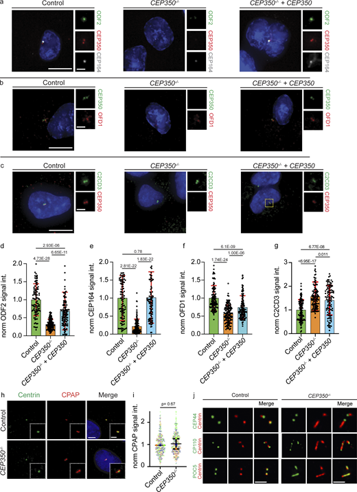 siRNA depletion of CEP350 verifies the distal protein recruitment defects observed in CEP350−/−cells. (a–c) Control, CEP350−/−, and CEP350−/− cells complemented with CEP350 (CEP350−/− + CEP350) were CSK extracted, fixed, and stained for IF by (a) ODF2 (green), CEP350 (red), CEP164 (gray), and DAPI (blue); (b) CEP350 (green) OFD1 (red), and DAPI (blue); and (c) C2CD3 (green), CEP350 (red), and DAPI (blue). (d–g) Quantifications of ODF2 (d), CEP164 (e), OFD1 (f), and C2CD3 (g). Data are presented as mean ± SD where error bars represent the SD of N = 2, n > 100 cells in total. (h) Centrin (green), CPAP (red), and DAPI (blue) in control and CEP350−/− cells are shown. The enlargements on the left of or bottom right of main panels are magnifications of the centriole signals shown in the center. (i) Quantification of CPAP levels from panel h presented as mean ± SD where error bars represent the SD of N = 3, n > 240 cells in total. Each independent experimental repetition is represented with the same color in CEP350−/− and control cells. (j) Cycling control cells and CEP350−/− cells were CSK extracted, fixed with methanol, and stained for IF with indicated antibodies to show abnormal localization of centriolar distal end proteins (CP110, POC5, and Centrin) in CEP350−/− cells. Scale bars: (a, b, c, and h) 5 μm in main panels and 2 μm in inset magnifications, (j) 1 μm. (d, e, f, g, and i) Statistics were derived from two-tailed unpaired t test analysis of indicated numbers of biologically independent experiments. Source data are provided in Data S1.