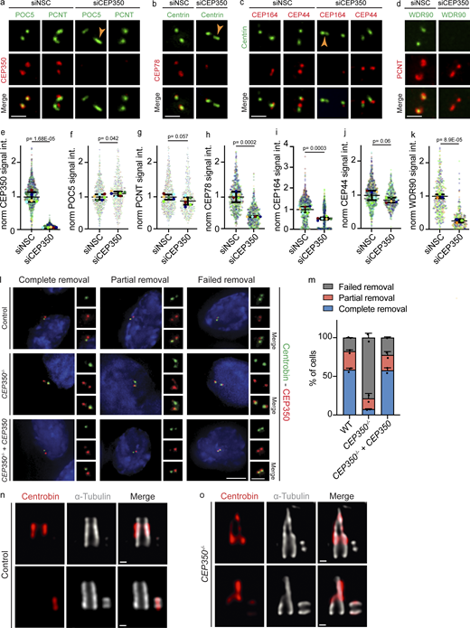Centrobin mainly localizes to middle-subdistal regions of centrioles, and its depletion prevents Centrin elongation in CEP350−/−cells. (a–d) CEP350 was siRNA depleted from RPE-1 TP53−/− cells for 72 h, and the cells were CSK extracted, methanol fixed, and stained for IF with (a) CEP350 (red), POC5 (green), and PCNT (green); (b) CEP78 (red) and Centrin (green); (c) CEP164 (red), Centrin (green), and CEP44 (red); and (d) WDR90 (green) and PCNT (red). Ochre arrowheads point towards the visibly elongated centrioles. (e–k) Quantifications of CEP350 (e), POC5 (f), PCNT (g), CEP78 (h), CEP164 (i), CEP44 (j), WDR90 (k) from panels a–d. Each independent experiment repetition is represented with the same color in siCEP350 and siNSC cells in respective graphs. (l) Control, CEP350−/−, and CEP350−/− complemented with CEP350 (CEP350−/− + CEP350) cells were CSK extracted, fixed, and stained for IF by Centrobin (green), CEP350 (red), and DAPI (blue). G1 cells with two centrosomes were classified as complete removal (two CEP350, one Centrobin signal), partial removal (two CEP350, one potent, and one faint Centrobin signal), and failed removal (two CEP350 and two potent Centrobin signals). (m) Quantification of cells from l showing complete removal (blue bars), partial removal (red bars), and failed removal (gray bars). N = 2 and n > 48 cells. (n and o) (n) Control and (o) CEP350−/− cells were CSK extracted, fixed, and expanded with an expansion factor of 4 for u-ExM. Samples were stained for Centrobin (red) and α-tubulin (gray). Scale bars: (a–d) 1 μm, (l) 5 μm in main panels and 2 μm in inset magnifications, (n and o) 100 nm. (e–k and m) Data are presented as mean ± SD, where error bars represent the SD. (e–k)N = 3, n > 240 cells. (m)N = 2, n > 48. Statistics was derived from two-tailed unpaired t test analysis of at indicated numbers of biologically independent experiments. Source data are provided in Data S1.
