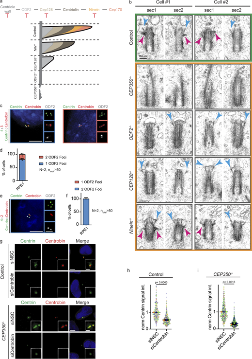 Centriole core proteins extend together with elongating CEP350−/−. (a) Cartoon representation of subdistal appendage formation in control, ODF2−/−, CEP128−/−, NIN−/−, and CEP350−/− cells according to Chong et al. (2020). (b) EM micrographs form control, CEP350−/−, ODF2−/−, CEP128−/−, and NIN−/− are shown to visualize subdistal appendage structures (magenta arrowheads) and distal appendage structures (cyan arrowheads). (c) Cells where Centrobin was removed from one of the centrioles (4:3 Centrin:Centrobin) were analyzed with ODF2. (d) Quantification of ODF2 centriole signal in 4:3 Centrin:Centrobin cells. In 83% of cells, ODF2 was localized only on the Centrobin lacking centriole, and in 17% of cells, second mother centriole was also showing an ODF2 signal despite the presence of Centrobin. (e) Cells where Centrobin is removed from two of the centrioles (4:2 Centrin:Centrobin) were analyzed with ODF2 to show presence of ODF2 on Centrobin lacking centrioles. (f) Quantification of ODF2 centriole signal in 4:2 Centrin:Centrobin cells. All the Centrobin lacking centrioles showed ODF2 presence. (d and f)N = 2, n > 50. (g) Control and CEP350−/− cells were depleted of Centrobin with siRNA, and after 72 h cells were CSK extracted, methanol-fixed, and stained with Centrin (green), Centrobin (red), and DNA with DAPI (blue). (h and i) Centrin signals were quantified from panel g with N = 3, n > 240 cells. Each independent experimental repetition is represented with the same color in CEP350−/− and control cells in respective graphs (h and i). Scale bars: (c, e, and g) 5 μm in main panels and 2 μm in inset magnifications, (b) 150 nm. Data are presented as mean ± SD where error bars represent the SD. Statistics was derived from two-tailed unpaired t test analysis of indicated numbers of biologically independent experiments. Source data are provided in Data S1. Refer to the image caption for details.
