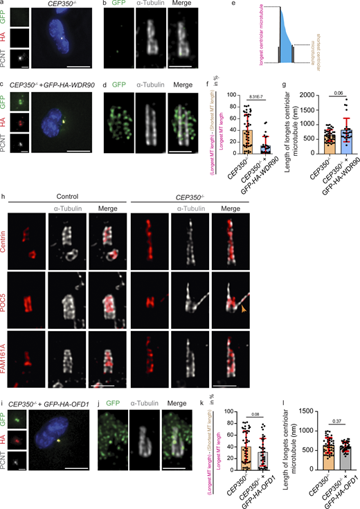 CEP350−/−centrioles do not overelongate in their first cell cycle. (a–d)CEP350−/− and WDR90 complemented CEP350−/− (CEP350−/−+ GFP-HA-WDR90) cells were CSK extracted, fixed and stained for IF by GFP (green), HA (red), and PCNT (gray; a and c), or expanded by a factor of 4 and stained for u-ExM with α-tubulin (gray) and GFP (green) to observe centriolar microtubules (b and d). (e) Centriole MT loss within each centriole was calculated by the length of the longest MT, minus the length of the shortest MT and then divided by the length of the longest MT. (f) Centriole MT loss within centrioles was quantified (n = 45 for CEP350−/− cells, n = 28 for CEP350−/− + GFP-HA-WDR90). Average MT loss was found as 40% for CEP350−/− cells and 14% for CEP350−/− + GFP-HA-WDR90 cells. (g) Average MT length of CEP350−/− and WDR90 complemented sCEP350−/− (CEP350−/− + GFP-HA-WDR90) cells was quantified as 631 nm in CEP350−/− cells and 789 nm in CEP350−/− + GFP-HA-WDR90 cells. (h) Control cells and CEP350−/− cells were CSK extracted, fixed, and expanded with an expansion factor of 4 and stained for u-ExM with antibodies of Centrin (red), POC5 (red), and FAM161A (red). The centriole wall was stained with α-tubulin (gray). The ochre arrowhead shows the peeling off of centriolar microtubule filaments from centrioles. (i)CEP350−/− and OFD1 complemented CEP350−/− (CEP350−/− + GFP-HA-OFD1) cells were CSK extracted, fixed, and stained for IF by GFP (green), HA (red), and PCNT (gray). (j)CEP350−/− and OFD1 complemented CEP350−/− (CEP350−/− + GFP-HA-OFD1) cells were also CSK extracted, fixed, and expanded by a factor of 4 and stained for u-ExM with α-tubulin (gray) and GFP (green) to observe centriolar MTs. (k) Centriole MT loss within centrioles was quantified (n = 45 for CEP350−/− cells, n = 38 for CEP350−/− + GFP-HA-OFD1). (l) Average MT length of CEP350−/− and OFD1 complemented CEP350−/− (CEP350−/− + GFP-HA-OFD1) cells was quantified as 631 nm in CEP350−/− cells and 600 nm for CEP350−/− + GFP-HA-OFD1 cells. Scale bars: (a, c, and i) 10 μm in main panels and 2 μm in inset magnifications, (b, d, and j) 400 nm, (h) 500 nm. Data are presented as mean ± SD where error bars represent the SD. Statistics was derived from two-tailed unpaired t test analysis of indicated numbers of single quantifications. Source data are provided in Data S1. Refer to the image caption for details.
