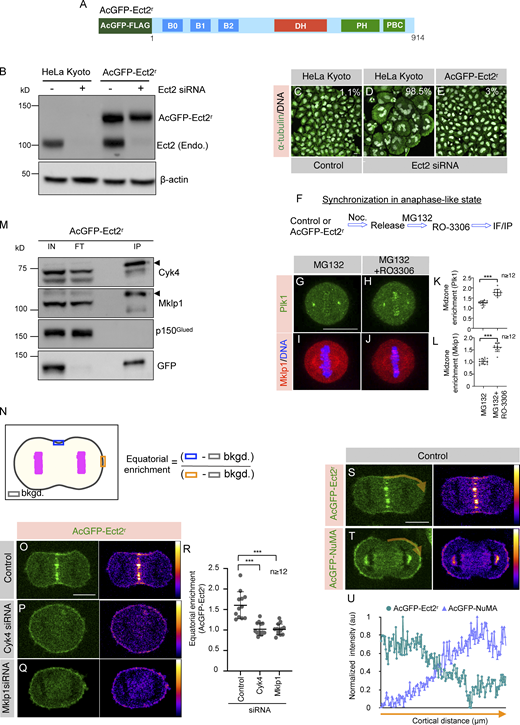 Ect2/Cyk4/Mklp1-based complexes are localized to the equatorial membrane during anaphase. (A) Schematic representation of siRNA-resistant Ect2 construct with AcGFP (Aequorea coerulescens GFP)-tag and mono FLAG-tag at the N-terminus (referred to as AcGFP-Ect2r). (B) Immunoblot analysis of mitotically synchronized protein extracts made from HeLa Kyoto cells, or Kyoto cells that were stably expressing AcGFP-Ect2r. These extracts were prepared 60 h post-transfection with control siRNA (−) or siRNA against Ect2 (+). The resulting blot was probed with antibodies directed against Ect2 and β-actin. As mentioned, transgenic AcGFP-Ect2r and endogenous (Endo.) Ect2 were detected on this immunoblot. In this and other panels, the molecular mass is indicated in kilodaltons (kD) and is shown on the left. (C–E) IF analysis of the Kyoto cells that are transfected with control siRNA (C), siRNA against Ect2 (D), or Kyoto cells stably expressing AcGFP-Ect2r after transfection with siRNA against Ect2 (E) for 60 h. Cells were fixed and stained using anti-α-tubulin (green) antibodies. DNA is shown in gray. Multinucleation percentage (%) is shown for each siRNA condition. (n > 500 cells each from three independent experiments). The scale bar in the panel and the following panels represent 10 μm. (F) Experimental protocol for chemically induced anaphase onset of mitotically synchronized HeLa Kyoto (Control), or HeLa Kyoto cells that are stably expressing AcGFP-Ect2r by acute Cdk1 inactivation using RO-3306. (G–L) IF analysis of HeLa Kyoto cells (Control) that are either treated with proteasome inhibitor MG132 (G and I) or MG132 and Cdk1 inhibitor RO-3306 (H and J) to synchronize them in the anaphase-like state as explained in F. Cells were fixed and stained using either anti-Plk1 (G and H; green) or anti-Mklp1 (I and J; red) antibodies. The experiment was repeated twice, and the representative cells are shown here. Quantification on the right represents midzone enrichment for Plk1 (K) and Mklp1 (L) in cells treated with MG132 or MG132+RO-3306. ***, P < 0.001 as determined by a two-tailed unpaired Student’s t test. n ≥ 12 cells, error bars: SD. (M) Co-immunoprecipitation (IP) by GFP-Trap in lysates from the AcGFP-Ect2r expressing cells that are chemically induced in the anaphase-like state. The resulting blots were probed for Cyk4, Mklp1, p150Glued, and GFP as indicated. IN (1% of total), IP: 20% of the total. Please note that for GFP detection in the IP fraction, only 3% of IP fraction was loaded. Note that AcGFP-Ect2r interacts with Cyk4, and Mklp1 (centralspindlin complex), but not with dynein interacting dynactin subunit p150Glued. (N) Schematic representation of quantification method used for analyzing equatorial membrane enrichment of AcGFP-Ect2r fluorescence intensity. (O–Q) Images from confocal live-imaging analysis of HeLa Kyoto cells stably expressing AcGFP-Ect2r (green) that are transfected with control siRNA (O) or siRNA against Cyk4 (P) or Mklp1 (Q). The signal intensity of AcGFP-Ect2r is also specified by the pseudocolor gradient on the right side of the image. (R) Equatorial membrane quantification for AcGFP-Ect2r for control siRNA, Cyk4 siRNA, or Mklp1 siRNA was performed as described in N. ***, P < 0.001 as determined by a two-tailed unpaired Student’s t test. n > 12 cells, error bars: SD. (S–U) The membrane localization of AcGFP (green) in HeLa Kyoto cells that are either expressing AcGFP-Ect2r (S) or AcGFP-NuMA (T). The signal intensity of AcGFP-Ect2r or AcGFP-NuMA is also specified by the pseudocolor gradient on the right side of the image. The linescan analysis of the membrane AcGFP intensity for the region (in orange) is depicted in (U). For such measurements, one quadrant of an anaphase cell from the equatorial cell membrane to the polar region of the cell membrane was analyzed to calculate the normalized intensity (U). Source data are available for this figure: SourceData F5.