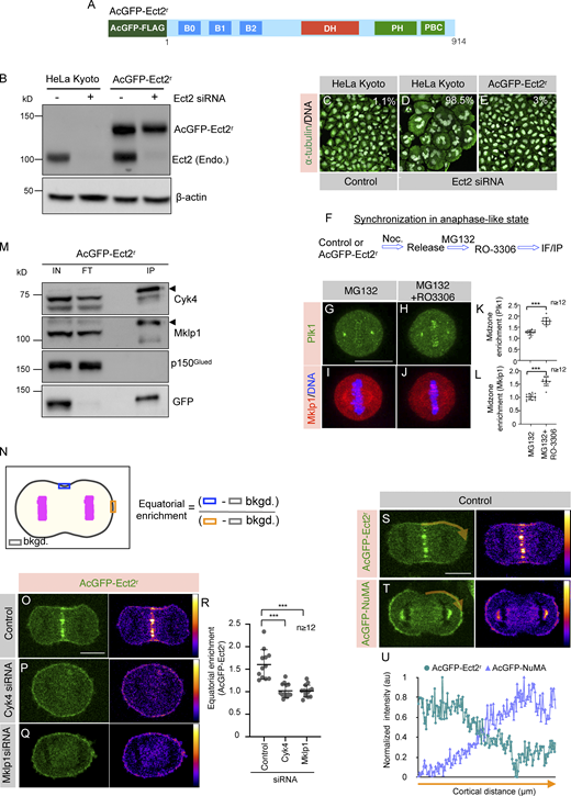 Ect2/Cyk4/Mklp1-based complexes are localized to the equatorial membrane during anaphase. (A) Schematic representation of siRNA-resistant Ect2 construct with AcGFP (Aequorea coerulescens GFP)-tag and mono FLAG-tag at the N-terminus (referred to as AcGFP-Ect2r). (B) Immunoblot analysis of mitotically synchronized protein extracts made from HeLa Kyoto cells, or Kyoto cells that were stably expressing AcGFP-Ect2r. These extracts were prepared 60 h post-transfection with control siRNA (−) or siRNA against Ect2 (+). The resulting blot was probed with antibodies directed against Ect2 and β-actin. As mentioned, transgenic AcGFP-Ect2r and endogenous (Endo.) Ect2 were detected on this immunoblot. In this and other panels, the molecular mass is indicated in kilodaltons (kD) and is shown on the left. (C–E) IF analysis of the Kyoto cells that are transfected with control siRNA (C), siRNA against Ect2 (D), or Kyoto cells stably expressing AcGFP-Ect2r after transfection with siRNA against Ect2 (E) for 60 h. Cells were fixed and stained using anti-α-tubulin (green) antibodies. DNA is shown in gray. Multinucleation percentage (%) is shown for each siRNA condition. (n > 500 cells each from three independent experiments). The scale bar in the panel and the following panels represent 10 μm. (F) Experimental protocol for chemically induced anaphase onset of mitotically synchronized HeLa Kyoto (Control), or HeLa Kyoto cells that are stably expressing AcGFP-Ect2r by acute Cdk1 inactivation using RO-3306. (G–L) IF analysis of HeLa Kyoto cells (Control) that are either treated with proteasome inhibitor MG132 (G and I) or MG132 and Cdk1 inhibitor RO-3306 (H and J) to synchronize them in the anaphase-like state as explained in F. Cells were fixed and stained using either anti-Plk1 (G and H; green) or anti-Mklp1 (I and J; red) antibodies. The experiment was repeated twice, and the representative cells are shown here. Quantification on the right represents midzone enrichment for Plk1 (K) and Mklp1 (L) in cells treated with MG132 or MG132+RO-3306. ***, P < 0.001 as determined by a two-tailed unpaired Student’s t test. n ≥ 12 cells, error bars: SD. (M) Co-immunoprecipitation (IP) by GFP-Trap in lysates from the AcGFP-Ect2r expressing cells that are chemically induced in the anaphase-like state. The resulting blots were probed for Cyk4, Mklp1, p150Glued, and GFP as indicated. IN (1% of total), IP: 20% of the total. Please note that for GFP detection in the IP fraction, only 3% of IP fraction was loaded. Note that AcGFP-Ect2r interacts with Cyk4, and Mklp1 (centralspindlin complex), but not with dynein interacting dynactin subunit p150Glued. (N) Schematic representation of quantification method used for analyzing equatorial membrane enrichment of AcGFP-Ect2r fluorescence intensity. (O–Q) Images from confocal live-imaging analysis of HeLa Kyoto cells stably expressing AcGFP-Ect2r (green) that are transfected with control siRNA (O) or siRNA against Cyk4 (P) or Mklp1 (Q). The signal intensity of AcGFP-Ect2r is also specified by the pseudocolor gradient on the right side of the image. (R) Equatorial membrane quantification for AcGFP-Ect2r for control siRNA, Cyk4 siRNA, or Mklp1 siRNA was performed as described in N. ***, P < 0.001 as determined by a two-tailed unpaired Student’s t test. n > 12 cells, error bars: SD. (S–U) The membrane localization of AcGFP (green) in HeLa Kyoto cells that are either expressing AcGFP-Ect2r (S) or AcGFP-NuMA (T). The signal intensity of AcGFP-Ect2r or AcGFP-NuMA is also specified by the pseudocolor gradient on the right side of the image. The linescan analysis of the membrane AcGFP intensity for the region (in orange) is depicted in (U). For such measurements, one quadrant of an anaphase cell from the equatorial cell membrane to the polar region of the cell membrane was analyzed to calculate the normalized intensity (U). Source data are available for this figure: SourceData F5. Refer to the image caption for details.