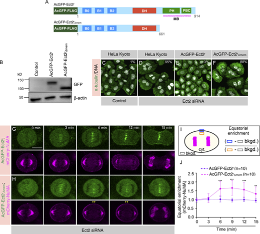 The membrane tethering of Ect2-based complexes is essential for NuMA exclusion from the equatorial membrane. (A) Schematic representation of AcGFP (Aequorea coerulescens GFP), and mono FLAG -tagged siRNA-resistant Ect2 full-length (referred to as AcGFP-Ect2r), and Ect2 without its membrane binding (PH and PBC) domain (referred to as AcGFP-Ect2rΔmem). (B) Immunoblot analysis of mitotically synchronized protein extracts made from HeLa Kyoto cells, Kyoto cells that were stably expressing either AcGFP-Ect2r or AcGFP- Ect2rΔmem. The resulting blot was probed with anti-GFP or anti-β-actin antibodies. (C–F) IF analysis of the HeLa Kyoto cells transfected with either control siRNA (C), siRNA against Ect2 (D), HeLa Kyoto cells stably expressing AcGFP-Ect2r and transfected with Ect2 siRNA (E), or HeLa Kyoto cells stably expressing AcGFP- Ect2rΔmem and transfected with Ect2 siRNA (F) for 48 h. Cells were fixed and stained with anti-α-tubulin (green) antibodies. DNA is shown in gray. % on each panel marks the cytokinesis failure as calculated by analyzing the occurrence of binucleated and multinucleated cells (n > 500 cells each from three independent experiments). The scale bar in the panel and following panels represent 10 μm. (G and H) Confocal live-imaging analysis of HeLa Kyoto cells stably expressing AcGFP-Ect2r (G) or AcGFP-Ect2rΔmem (H), which are transiently transfected with mCherry-NuMA and are depleted for endogenous Ect2 by siRNA. The recording was started 26 h post-transfection for control and Ect2 siRNA targeting endogenous Ect2. “0 min” time-point represents metaphase to anaphase transition. Yellow arrowheads depict NuMA localization at the equatorial membrane. (I) Schematic representation of quantification method used for analyzing equatorial membrane enrichment of mCherry-NuMA fluorescence intensity. (J) Equatorial membrane quantification for mCherry-NuMA in cells expressing either AcGFP-Ect2r or AcGFP-Ect2rΔmem and are depleted for endogenous Ect2 as described in I. ns, P > 0.05; **, P < 0.01; ***, P < 0.001 as determined by two-tailed unpaired Student’s t test. n = 10 cells; error bars: SD. Source data are available for this figure: SourceData F6.