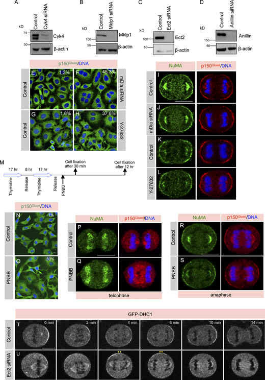 Formin, Rock, and Myosin II are not critical for NuMA exclusion from equatorial membrane. (A–D) Assessing the depletion efficiency of siRNA against Cyk4, Mklp1, Ect2, or Anillin by immunoblot analysis. Mitotically synchronized protein extracts made from HeLa Kyoto cells were either transfected with control siRNA or siRNA-against above-mentioned genes for 60 h. The resulting blot was probed with antibodies directed against Cyk4 (A), Mklp1 (B), Ect2 (C), or Anillin (D). Antibodies against β-actin were used for loading control. In this and other Figure panels for immunoblot analysis, the molecular mass is indicated in kilodaltons (kD) and is shown on the left. (E–H) Immunofluorescence (IF) analysis of HeLa cells that were either transfected with control siRNA (E) siRNA-against mDia (Formin; F) for 60 h, treated with DMSO (Control; G), or with Y-27632 (H) for 12 h to inactivate Rho-associated protein kinase (Rock). Cells were fixed thereafter and stained with anti-p150Glued antibodies (green). In this, and other IF-analysis panels DNA is shown in blue. Multinucleation percentage (%) is shown in the figure panel. (n > 500 cells were analyzed from two independent experiments). The scale bar in this panel and the following panels represent 10 μm. (I–L) HeLa cells transfected with control siRNA (I), siRNA against mDia (J) for 60 h, treated with DMSO (Control; K), or treated with Y-27632 (L) for 1 h to inactivate Rock in anaphase. Cells were fixed and thereafter costained with anti-NuMA (green) and anti-p150Glued (red) antibodies. More than 50 cells from two independent experiments were analyzed, and the representative cells are shown here. (M) Synchronization scheme for myosin II inactivation using PNBB to analyze cells in anaphase for NuMA and p150Glued localization, and after 12 h for assessing cytokinesis failure. (N and O) IF analysis of mitotically synchronized populations of HeLa cells that were either treated with DMSO (Control; N) or PNBB (O) for 12 h. Thereafter, cells were fixed and stained with anti-p150Glued antibodies (green). Multinucleation percentage (%) is shown in the figure panel. (n > 500 cells were analyzed from two independent experiments). (P–S) HeLa cells in telophase (P and Q) or during early anaphase (R and S) that were either treated with DMSO (Control) or PNBB for 30 min. Cells were fixed and costained with anti-NuMA (green) and anti-p150Glued (red) antibodies. Please note that during telophase (P and Q), NuMA has localized to the nucleus, but the cleavage furrow has not formed because of myosin II inactivation. n > 50 cells, from two independent experiments, and the representative cells are shown here. (T and U) Confocal live-imaging analysis of HeLa Kyoto cells stably expressing GFP-DHC1 that were transfected with control siRNA (T) or siRNA against Ect2 (U). The recording was started 26 h post-transfection for control and Ect2 siRNA. “0 min” time-point represents metaphase to anaphase transition. Yellow arrowheads depict GFP-DHC1 localization at the equatorial membrane. Representative images from the time-lapse recording are shown here (n > 10 cells). Source data are available for this figure: SourceData FS1. Refer to the image caption for details.