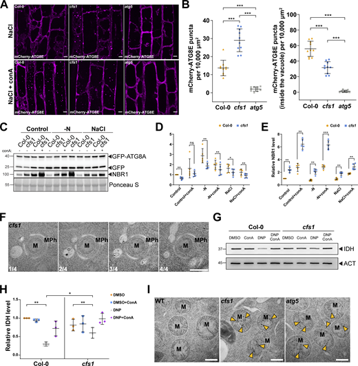 CFS1 is crucial for autophagic flux in A. thaliana. (A) Confocal microscopy images of root epidermal cells of Col-0, cfs1, or atg5 expressing pUBQ::mCherry-ATG8E under NaCl or NaCl + conA treatment. 5-d-old Arabidopsis seedlings were incubated in 1/2 MS media containing either 150 mM NaCl (NaCl) or 90 mM NaCl and 1 μM conA (NaCl + conA) for 2 h before imaging. Representative images of 10 replicates are shown. Scale bars, 5 μm. (B) Left panel, quantification of the mCherry-ATG8E puncta per normalized area (10,000 μm2) of the NaCl-treated cells imaged in A. Right panel, quantification of the mCherry-ATG8E puncta inside the vacuole per normalized area (10,000 μm2) of the NaCl + conA-treated cells imaged in A. Bars indicate the mean ± SD of 10 replicates. Two-tailed and unpaired Student t tests with Welch’s correction were performed to analyze the significance of mCherry-ATG8E puncta density differences between Col-0 and cfs1, Col-0 and atg5, or cfs1 and atg5. ***, P value <0.001. (C) Western blots showing GFP-ATG8A cleavage level and endogenous NBR1 level in Col-0 or cfs1 mutants under control, nitrogen-deficient (−N) or salt-stressed (NaCl) conditions. Arabidopsis seedlings were grown under continuous light in 1/2 MS media for 1-wk and 7-d-old seedlings were subsequently transferred to 1/2 MS media ±1 µM conA, nitrogen-deficient (−N) 1/2 MS media ±1 µM conA, or 1/2 MS media containing 150 mM NaCl ±1 µM conA for 12 h. 15 μg of total protein extract was loaded and immunoblotted with anti-GFP and anti-NBR1 antibodies. Representative images of five replicates are shown. Reference protein sizes are labeled as numbers at the left side of the blots (unit: kD). (D) Quantification of the relative autophagic flux in C. Values were calculated through protein band intensities of GFP divided by GFP-ATG8A and normalized to untreated (Control) Col-0. Results are shown as the mean ± SD of five replicates. One-tailed and paired Student t tests were performed to analyze the significance of the relative autophagic flux differences. ns, not significant. *, P < 0.05. **, P < 0.01. (E) Quantification of the relative NBR1 level in C compared to untreated (control) Col-0. Values were calculated through normalization of protein bands to Ponceau S and shown as the mean ± SD of five replicates. One-tailed and paired Student t tests were performed to analyze the significance of the relative NBR1 level differences. **, P < 0.01. ***, P < 0.001. (F) Serial sections of transmission electron microscopy micrographs showing a mitophagosome engulfing a mitochondrion. 7-d-old Arabidopsis cfs1 seedlings were incubated in 1/2 MS media containing 50 μM DNP for 1 h before cryofixation. Scale bar, 500 nm. MPh, mitophagosome. M, mitochondrion. (G) Immunoblot assay of uncoupler-induced mitochondrial protein degradation in Arabidopsis Col-0 and cfs1 seedlings. 7-d-old seedlings were incubated in 1/2 MS media containing 50 μM DNP ±1 μM conA for 4 h before protein extraction. A mitochondrial matrix protein, isocitrate dehydrogenase (IDH), was immunoblotted by anti-IDH antibodies. Actin (ACT) was immunoblotted by anti-ACT antibodies and was used as a loading control. Representative images of three replicates are shown. Reference protein sizes are labeled as numbers at the left side of the blots (unit: kD). (H) Quantification of relative IDH intensities in G compared to untreated (control) Col-0. Values were calculated via normalization of protein bands to ACT and shown as the mean ± SD of three replicates. One-tailed and paired Student’s t tests were performed to analyze the significance of the relative IDH level differences. ns, not significant. *, P < 0.05. **, P < 0.01. (I) TEM micrographs of mitochondria in Arabidopsis Col-0, cfs1 and atg5 root cells. 7-d-old seedlings were incubated in 150 mM NaCl-containing 1/2 MS media for 2 h for autophagy induction before cryofixation. Yellow arrowheads mark the distinctive electron dense precipitates of compromised mitochondria that appear after NaCl treatment. Scale bars, 500 nm. M, mitochondria. Source data are available for this figure: SourceData F4.