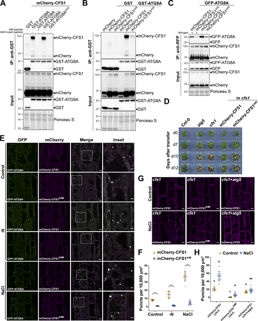 CFS1 interacts with ATG8A in an AIM (ATG8 Interacting Motif)-dependent manner. (A) GST pull-down coupled with peptide competition with E. coli lysates expressing either GST, GST-ATG8A, or GST-ATG8AADS and A. thaliana whole-seedling lysates expressing mCherry-CFS1. The peptides were added to a final concentration of 200 µM. Proteins were visualized by immunoblotting with anti-GST and anti-RFP antibodies. Representative images of three replicates are shown. Reference protein sizes are labeled as numbers at the left side of the blots (unit: kD). ADS, AIM docking site. (B) GST pull-down with E. coli lysates expressing either GST or GST-ATG8A and A. thaliana whole-seedling lysates expressing either mCherry, mCherry-CFS1, or mCherry-CFS1AIM. Proteins were visualized by immunoblotting with anti-GST and anti-RFP antibodies. Representative images of three replicates are shown. Reference protein sizes are labeled as numbers at the left side of the blots (unit: kD). (C) RFP-Trap pull-down of Arabidopsis seedlings co-expressing pUBQ::GFP-ATG8A with either pUBQ::mCherry-CFS1 or pUBQ::mCherry-CFS1AIM. 7-d-old seedlings were incubated in either control (+) or nitrogen-deficient (−) 1/2 MS media for 12 h. Protein extracts were immunoblotted with anti-GFP and anti-RFP antibodies. Representative images of four replicates are shown. Reference protein sizes are labeled as numbers at the left side of the blots (unit: kD). (D) Phenotypic characterization of Col-0, atg5, cfs1, cfs1 complemented with pUBQ::mCherry-CFS1 or cfs1 complemented with pUBQ::mCherry-CFS1AIM upon nitrogen starvation. 25 seeds per genotype were grown on 1/2 MS media plates (+1% plant agar) for 1-wk and 7-d-old seedlings were subsequently transferred to nitrogen-deficient 1/2 MS media plates (+0.8% plant agar) and grown for 2 wk. Plants were grown at 21°C under LEDs with 85 µM/m2/s and a 14 h light/10 h dark photoperiod. d0 depicts the day of transfer. Brightness of pictures was enhanced ≤19% with Adobe Photoshop (2020). Representative images of four replicates are shown. (E) Confocal microscopy images of Arabidopsis root epidermal cells co-expressing pUBQ::GFP-ATG8A with either pUBQ::mCherry-CFS1 or pUBQ::mCherry-CFS1AIM. 5-d-old Arabidopsis seedlings were incubated in either control, nitrogen-deficient (−N) or 150 mM NaCl-containing 1/2 MS media before imaging. Representative images of 10 replicates are shown. Area highlighted in the white-boxed region in the merge panel was further enlarged and presented in the inset panel. Scale bars, 5 μm. Inset scale bars, 2 μm. (F) Quantification of confocal experiments in E showing the number of mCherry-CFS1 puncta per normalized area (10,000 μm2). Bars indicate the mean ± SD of 10 replicates. Two-tailed and paired Student t tests were performed to analyze the significance differences of the mCherry-CFS1 puncta number. ***, P value <0.001. (G) Confocal microscopy images of root epidermal cells of cfs1 expressing pUBQ::mCherry-CFS1 or pUBQ::mCherry-CFS1AIM, or cfs1 × atg5 expressing pUBQ::mCherry-CFS1. 5-d-old Arabidopsis seedlings were incubated in either control or 150 mM NaCl-containing 1/2 MS media for 2 h before imaging. Representative images of 10 replicates are shown. Scale bars, 5 μm. (H) Quantification of confocal experiments in G showing the number of mCherry-CFS1 puncta per normalized area (10,000 μm2). Bars indicate the mean ± SD of 10 replicates. Brown–Forsythe and Welch one-way ANOVA test were performed to analyze the differences of the mCherry-CFS1 puncta number between each group. Unpaired t tests with Welch’s correction were used for multiple comparisons. Family-wise significance and confidence level, 0.05 (95% confidence interval), were used for analysis. Source data are available for this figure: SourceData F2.