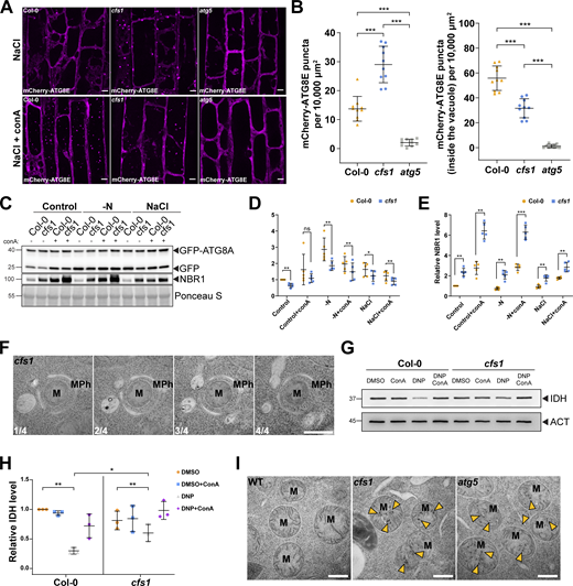 CFS1 is crucial for autophagic flux in A. thaliana. (A) Confocal microscopy images of root epidermal cells of Col-0, cfs1, or atg5 expressing pUBQ::mCherry-ATG8E under NaCl or NaCl + conA treatment. 5-d-old Arabidopsis seedlings were incubated in 1/2 MS media containing either 150 mM NaCl (NaCl) or 90 mM NaCl and 1 μM conA (NaCl + conA) for 2 h before imaging. Representative images of 10 replicates are shown. Scale bars, 5 μm. (B) Left panel, quantification of the mCherry-ATG8E puncta per normalized area (10,000 μm2) of the NaCl-treated cells imaged in A. Right panel, quantification of the mCherry-ATG8E puncta inside the vacuole per normalized area (10,000 μm2) of the NaCl + conA-treated cells imaged in A. Bars indicate the mean ± SD of 10 replicates. Two-tailed and unpaired Student t tests with Welch’s correction were performed to analyze the significance of mCherry-ATG8E puncta density differences between Col-0 and cfs1, Col-0 and atg5, or cfs1 and atg5. ***, P value <0.001. (C) Western blots showing GFP-ATG8A cleavage level and endogenous NBR1 level in Col-0 or cfs1 mutants under control, nitrogen-deficient (−N) or salt-stressed (NaCl) conditions. Arabidopsis seedlings were grown under continuous light in 1/2 MS media for 1-wk and 7-d-old seedlings were subsequently transferred to 1/2 MS media ±1 µM conA, nitrogen-deficient (−N) 1/2 MS media ±1 µM conA, or 1/2 MS media containing 150 mM NaCl ±1 µM conA for 12 h. 15 μg of total protein extract was loaded and immunoblotted with anti-GFP and anti-NBR1 antibodies. Representative images of five replicates are shown. Reference protein sizes are labeled as numbers at the left side of the blots (unit: kD). (D) Quantification of the relative autophagic flux in C. Values were calculated through protein band intensities of GFP divided by GFP-ATG8A and normalized to untreated (Control) Col-0. Results are shown as the mean ± SD of five replicates. One-tailed and paired Student t tests were performed to analyze the significance of the relative autophagic flux differences. ns, not significant. *, P < 0.05. **, P < 0.01. (E) Quantification of the relative NBR1 level in C compared to untreated (control) Col-0. Values were calculated through normalization of protein bands to Ponceau S and shown as the mean ± SD of five replicates. One-tailed and paired Student t tests were performed to analyze the significance of the relative NBR1 level differences. **, P < 0.01. ***, P < 0.001. (F) Serial sections of transmission electron microscopy micrographs showing a mitophagosome engulfing a mitochondrion. 7-d-old Arabidopsis cfs1 seedlings were incubated in 1/2 MS media containing 50 μM DNP for 1 h before cryofixation. Scale bar, 500 nm. MPh, mitophagosome. M, mitochondrion. (G) Immunoblot assay of uncoupler-induced mitochondrial protein degradation in Arabidopsis Col-0 and cfs1 seedlings. 7-d-old seedlings were incubated in 1/2 MS media containing 50 μM DNP ±1 μM conA for 4 h before protein extraction. A mitochondrial matrix protein, isocitrate dehydrogenase (IDH), was immunoblotted by anti-IDH antibodies. Actin (ACT) was immunoblotted by anti-ACT antibodies and was used as a loading control. Representative images of three replicates are shown. Reference protein sizes are labeled as numbers at the left side of the blots (unit: kD). (H) Quantification of relative IDH intensities in G compared to untreated (control) Col-0. Values were calculated via normalization of protein bands to ACT and shown as the mean ± SD of three replicates. One-tailed and paired Student’s t tests were performed to analyze the significance of the relative IDH level differences. ns, not significant. *, P < 0.05. **, P < 0.01. (I) TEM micrographs of mitochondria in Arabidopsis Col-0, cfs1 and atg5 root cells. 7-d-old seedlings were incubated in 150 mM NaCl-containing 1/2 MS media for 2 h for autophagy induction before cryofixation. Yellow arrowheads mark the distinctive electron dense precipitates of compromised mitochondria that appear after NaCl treatment. Scale bars, 500 nm. M, mitochondria. Source data are available for this figure: SourceData F4. Refer to the image caption for details.