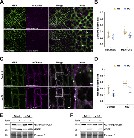 CFS1 function is conserved in M. polymorpha. (A) Confocal microscopy images of M. polymorpha thallus cells co-expressing pEF1::mScarlet-MpCFS1 with either pEF1::GFP-MpATG8A or pEF1::GFP-MpATG8B. 2-d-old thalli were incubated in 1/2 Gamborg B5 media before imaging. Representative images of 10 replicates are shown. Area highlighted in the white-boxed region in the merge panel was further enlarged and presented in the inset panel. Scale bars, 5 μm. Inset scale bars, 2 μm. (B) Quantification of confocal experiments in A showing the Mander’s colocalization coefficients between mScarlet-MpCFS1 and GFP-fused MpATG8A or MpATG8B. M1, fraction of the GFP-fused MpATG8A or MpATG8B signals that overlaps with mScarlet-MpCFS1 signal. M2, fraction of mScarlet-MpCFS1 signal that overlaps with GFP-fused MpATG8A or MpATG8B signals. Bars indicate the mean ± SD of 10 replicates. (C) Confocal microscopy images of Arabidopsis root epidermal cells co-expressing pUBQ::mCherry-MpCFS1 and pUBQ::GFP-AtATG8A. 5-d-old seedlings were incubated in either control or 150 mM NaCl-containing 1/2 MS media for 1 h before imaging. Representative images of 10 replicates are shown. Scale bars, 5 μm. Inset scale bars, 2 μm. (D) Quantification of confocal experiments in (C) showing the Mander’s colocalization coefficients between mCherry-MpCFS1 and GFP-AtATG8A under control or salt-stressed (NaCl) conditions. M1, fraction of the GFP-AtATG8A signal that overlaps with the mCherry-MpCFS1 signal. M2, fraction of the mCherry-MpCFS1 signal that overlaps with the GFP-AtATG8A signal. Bars indicate the mean ± SD of 10 replicates. (E) GFP cleavage assay of pEF1::GFP-MpATG8A in M. polymorpha wild type (Tak-1) or cfs1 mutants. 10-d-old propagules were treated with 12 μM Torin for 5 h before protein extraction. 15 μg of total protein extract was loaded and immunoblotted with anti-GFP antibodies. Representative images of two replicates are shown. Reference protein sizes are labeled as numbers at the left side of the blots (unit: kD). (F) GFP cleavage assay of pEF1::GFP-MpATG8B in M. polymorpha wild type (Tak-1) or cfs1 mutants. 10-d-old propagules were treated with 12 μM Torin for 5 h before protein extraction. 15 μg of total protein extract was loaded and was immunoblotted with anti-GFP antibodies. Representative images of two replicates are shown. Reference protein sizes are labeled as numbers at the left side of the blots (unit: kD). Source data are available for this figure: SourceData F5.