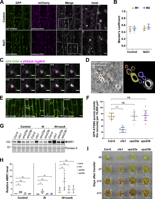 Functional analysis of CFS1-VPS23 interaction revealed the amphisome in A. thaliana. (A) Confocal microscopy images of Arabidopsis root epidermal cells co-expressing pUBQ::mCherry-CFS1 with pUBQ::GFP-VPS23A. 5-d-old Arabidopsis seedlings were incubated in either control or 150 mM NaCl-containing 1/2 MS media for 1 h before imaging. Representative images of 10 replicates are shown. Area highlighted in the white-boxed region in the merge panel was further enlarged and presented in the inset panel. Scale bars, 5 μm. Inset scale bars, 2 μm. (B) Quantification of confocal experiments in A showing the Mander’s colocalization coefficients between mCherry-CFS1 and GFP-VPS23A. M1, fraction of GFP-VPS23A signal that overlaps with mCherry-CFS1 signal. M2, fraction of mCherry-CFS1 signal that overlaps with GFP-VPS23A signal. Bars indicate the mean ± SD of 10 replicates. (C) Airyscan time-lapse microscopy images of Arabidopsis root epidermal cells showing the partial colocalization between GFP-CFS1 and VPS23A-TagRFP. 5-d-old Arabidopsis seedlings co-expressing pVPS23A::VPS23A-TagRFP and pUBQ::GFP-CFS1 were incubated in 150 mM NaCl-containing 1/2 MS media for 1 h for autophagy induction before imaging. 10 continuous layers from one Z-stack image are shown separately in order. Interval of the Z-stack image, 0.15 μm. Scale bars, 1 μm. (D) Left panel, transmission electron microscopy micrographs showing the colocalization of VPS23A-TagRFP and GFP-CFS1 in Arabidopsis root cells co-expressing pVPS23A::VPS23A-TagRFP and pUBQ::GFP-CFS1. 5-d-old seedlings were incubated in 150 mM NaCl-containing 1/2 MS media for 2 h for autophagy induction before cryofixation. Sections were labeled with rabbit anti-RFP and chicken anti-GFP primary antibodies and secondary antibodies conjugated to 6- or 10-nm gold particles. Yellow and red arrowheads mark the representative RFP and GFP-specific gold particles, respectively. MVB, multivesicular bodies; Amp, amphisome; AP, autophagosome. Scale bars, 400 nm. Right panel, the three-dimensional model of the amphisome and its associated compartments shown in the left panel. The model was generated from serial sections flanking the section shown in the left panel. Autophagosome (white), autophagosome-associated vesicles (purple), amphisome (yellow), multivesicular bodies (orange), and internal vesicles (blue) were rendered into 3D surfaces. (E) Confocal microscopy images of root epidermal cells of Col-0, cfs1, vps23a, or vps23b seedlings expressing pUBQ::GFP-ATG8A under NaCl + concanamycin A (conA) treatment. 5-d-old Arabidopsis seedlings were incubated in 1/2 MS media containing 90 mM NaCl and 1 μΜ conA for 2 h before imaging. Representative images of 10 replicates are shown. Scale bars, 10 μm. (F) Quantification of the number of GFP-ATG8A puncta inside the vacuole per normalized area (10,000 μm2) of the cells imaged in E. Bars indicate the mean ± SD of 10 replicates. Two-tailed and unpaired Student t tests were performed to analyze the significance of GFP-ATG8A puncta density differences between Col-0 and cfs1, Col-0 and vps23a, or Col-0 and vps23b. ns, not significant. ***, P value <0.001. (G) Western blot showing the endogenous NBR1 level in Col-0, cfs1, vps23a, or vps23b under control or nitrogen-deficient ± conA conditions. Arabidopsis seeds were first grown in 1/2 MS media under continuous light for 1-wk and 7-d-old seedlings were subsequently transferred to 1/2 MS media (Control), nitrogen-deficient 1/2 MS media (−N) or nitrogen-deficient 1/2 MS media containing 1 µM conA (−N + conA) for 12 h. 10 μg of total protein extract was loaded and immunoblotted with anti-NBR1 antibodies. Representative images of four replicates are shown. Reference protein sizes are labeled as numbers at the left side of the blots (unit: kD). (H) Quantification of the relative NBR1 level in G compared to untreated (control) Col-0. Values were normalized to untreated (Control) Col-0 and calculated through normalization of protein bands to Ponceau S and shown as the mean ± SD of four replicates. One-tailed and paired Student t tests were performed to analyze the significance of the relative NBR1 level difference. ns, not significant. *, P < 0.05. (I) Phenotypic characterization of Arabidopsis cfs1, vps23a, and vps23b mutants during nitrogen starvation. 25 seeds per genotype were grown on 1/2 MS media plates (+1% plant agar) for 1-wk and 7-d-old seedlings were subsequently transferred to nitrogen-deficient 1/2 MS media plates (+0.8% plant agar) and grown for 2 wk. Plants were grown at 21°C under LEDs with 85 µM/m2/s and a 14 h light/10 h dark photoperiod. d0 depicts the day of transfer. Brightness of pictures was enhanced ≤30% with Adobe Photoshop (2020). Representative images of four replicates are shown. Source data are available for this figure: SourceData F7.