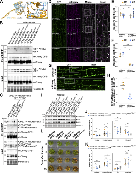 PSAPP motif of CFS1 is crucial for CFS1-VPS23A interaction and autophagic flux. (A) Homology modeling of CFS1/VPS23A complex. Prediction of CFS1-VPS23A heterocomplex formation generated by AlphaFold2 as implemented by ColabFold (Jumper et al., 2021; Mirdita et al., 2022). Structure of CFS1 and VPS23A is represented as ribbons and colored in light blue and orange, respectively. The predicted complex interaction interface involving AtCFS1 PSAPP motif is highlighted as a zoom in with the side chains of relevant residues represented as sticks. (B) RFP-Trap pull-down of Arabidopsis seedlings co-expressing pUBQ::GFP-ATG8A with either pUBQ::mCherry-CFS1, pUBQ::mCherry-CFS1AIM, pUBQ::mCherry-CFSPSAPP or pUBQ::mCherry-CFS1AIM+PSAPP. 7-d-old seedlings were incubated in either control (+) or nitrogen-deficient (−) 1/2 MS media for 12 h. Protein extracts were immunoblotted with anti-GFP and anti-RFP antibodies. Representative images of two replicates are shown. Reference protein sizes are labeled as numbers at the left side of the blots (unit: kD). (C) RFP-Trap pull-down of Arabidopsis seedlings co-expressing pUBQ::GFP-ATG8A and pUBQ::VPS23A-mTurquoise2 with either pUBQ::mCherry-CFS1 or pUBQ::mCherry-CFS1PSAPP. 7-d-old seedlings were incubated in either control (+) or nitrogen-deficient (−) 1/2 MS media for 12 h. Protein extracts were immunoblotted with anti-GFP and anti-RFP antibodies. Representative images of two replicates are shown. Reference protein sizes are labeled as numbers at the left side of the blots (unit: kD). (D) Confocal microscopy images of Arabidopsis root epidermal cells co-expressing either pUBQ::GFP-ATG8A or pUBQ::GFP-VPS23A with either pUBQ::mCherry-CFS1 or pUBQ::mCherry-CFS1PSAPP under salt stress. 5-d-old Arabidopsis seedlings were incubated in 150 mM NaCl-containing media for 1 h for autophagy induction before imaging. Representative images of 10 replicates are shown. Area highlighted in the white-boxed region in the merge panel was further enlarged and presented in the inset panel. Arrows point out the partial colocalization of GFP-VPS23A puncta and mCherry-CFS1PSAPP puncta. Scale bars, 10 μm. Inset scale bars, 5 μm. (E) Quantification of confocal experiments in (D) showing the Mander’s colocalization coefficients between GFP-ATG8A and either mCherry-CFS1 or mCherry-CFS1PSAPP. M1, fraction of GFP-ATG8A signal that overlaps with mCherry-CFS1 or mCherry-CFS1PSAPP signal. M2, fraction of mCherry-CFS1 or mCherry-CFS1PSAPP signal that overlaps with GFP-ATG8A signal. Bars indicate the mean ± SD of 10 replicates. (F) Quantification of confocal experiments in D showing the Mander’s colocalization coefficients between GFP-VPS23A and either mCherry-CFS1 or mCherry-CFS1PSAPP. M1, fraction of GFP-VPS23A signal that overlaps with mCherry-CFS1 or mCherry-CFS1PSAPP signal. M2, fraction of mCherry-CFS1 or mCherry-CFS1PSAPP signal that overlaps with GFP-VPS23A signal. Bars indicate the mean ± SD of 10 replicates. (G) Confocal microscopy images of Arabidopsis root epidermal cells co-expressing pUBQ::GFP-ATG8A with either pUBQ::mCherry-CFS1 or pUBQ::mCherry-CFS1PSAPP under NaCl + concanamycin A (conA) treatment. 5-d-old Arabidopsis seedlings were incubated in 1/2 MS media containing 90 mM NaCl and 1μΜ conA for 2 h before imaging. Scale bars, 10 μm. Inset scale bars, 5 μm. (H) Quantification of GFP-ATG8A puncta inside the vacuole per normalized area (10,000 μm2) of the cells imaged in G. Bars indicate the mean ± SD of 10 replicates. Two-tailed and unpaired Student’s t test were performed to analyze the significance of difference between mCherry-CFS1 and mCherry-CFS1PSAPP. ***, P value <0.001. (I) Western blots showing the GFP-ATG8A cleavage level and the endogenous NBR1 level in Arabidopsis cfs1 mutants co-expressing pUBQ::GFP-ATG8A with either pUBQ::mCherry-CFS1, pUBQ::mCherry-CFS1AIM, or pUBQ::mCherry-CFS1PSAPP under control ± conA or nitrogen-deficient (−N) ± conA conditions. Arabidopsis seeds were first grown in 1/2 MS media under continuous light for 1-wk and 7-d-old seedlings were subsequently transferred to 1/2 MS media ±1 µM conA or nitrogen-deficient 1/2 MS media ±1 µM conA for 12 h. 10 μg of total protein extract was loaded and immunoblotted with anti-GFP and anti-NBR1 antibodies. Representative images of five replicates are shown. Reference protein sizes are labeled as numbers at the left side of the blots (unit: kD). (J) Quantification of I showing the relative autophagic flux. Values were calculated as the protein band intensities of GFP divided by the protein band intensity of GFP-ATG8A and were normalized to untreated (Control) Col-0. Results are shown as the mean ± SD of five replicates. One-tailed and paired Student’s t tests were performed to analyze the significance of the relative autophagic flux differences. ns, not significant. **, P < 0.01. ***, P < 0.001. (K) Quantification of I showing the relative NBR1 level in respect to untreated (Control) Col-0. Values were calculated through normalization of protein bands to Ponceau S and shown as the mean ± SD of five replicates. One-tailed and paired Student t tests were performed to analyze the significance of the relative NBR1 level difference. ns, not significant. *, P < 0.05. **, P < 0.01. (L) Phenotypic characterization of Arabidopsis cfs1 mutants complemented with either pUBQ::mCherry-CFS1, pUBQ::mCherry-CFS1AIM, pUBQ::mCherry-CFS1PSAPP, or pUBQ::mCherry-CFS1AIM+PSAPP upon nitrogen starvation. 25 seeds per genotype were grown on 1/2 MS media plates (+1% plant agar) for 1-wk and 7-d-old seedlings were subsequently transferred to nitrogen-deficient 1/2 MS media plates (+0.8% plant agar) and grown for 2 wk. Plants were grown at 21°C under LEDs with 85 µM/m2/s and a 14 h light/10 h dark photoperiod. d0 depicts the day of transfer. Brightness of pictures was enhanced ≤19% with Adobe Photoshop (2020). Representative images of four replicates are shown. Source data are available for this figure: SourceData F8. Refer to the image caption for details.