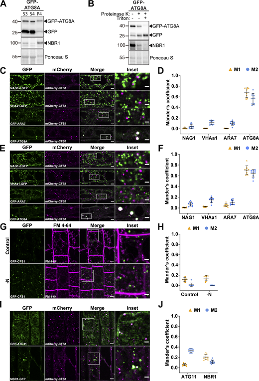 Differential centrifugation coupled to affinity purification-mass spectrometry (AP-MS) revealed CFS1 as an autophagosome-associated protein in A. thaliana. (A and B) Ultracentrifugation enriches for intact autophagosomes. (A) Western blot analysis of 7-d-old Col-0 seedlings expressing pUBQ::GFP-ATG8A. Arabidopsis seedlings were treated with 3 μM Torin 1 for 90 min prior to differential centrifugation described in Fig. 1 A. A total of 5 μg of protein was loaded in each lane. Protein extracts were immunoblotted with anti-GFP and anti-NBR1 antibodies. Representative images of four replicates are shown. Reference protein sizes are labeled as numbers at the left side of the blots (unit: kD). (B) Protease protection assay of enriched autophagosomes in A. Autophagosomes were treated with 30 ng/μl proteinase K in the absence or presence of 1% Triton X-100. A total of 5 μg of protein was loaded in each lane. Protein extracts were immunoblotted with anti-GFP and anti-NBR1 antibodies. Representative images of 4 replicates are shown. Reference protein sizes are labeled as numbers at the left side of the blots (unit: kD). (C and D) CFS1 localizes to the autophagosomes under control conditions. (C) Confocal microscopy images of Arabidopsis root epidermal cells co-expressing pUBQ::mCherry-CFS1 with either Golgi body marker p35S::NAG1-EGFP, trans-Golgi network marker pa1::VHAa1-GFP, late endosome marker pRPS5a::GFP-ARA7 or autophagosome marker pUBQ::GFP-ATG8A under control conditions. 5-d-old Arabidopsis seedlings were incubated in control 1/2 MS media before imaging. Representative images of 10 replicates are shown. Area highlighted in the white-boxed region in the merge panel was further enlarged and presented in the inset panel. Scale bars, 5 μm. Inset scale bars, 2 μm. (D) Quantification of confocal experiments in C showing the Mander’s colocalization coefficients between mCherry-CFS1 and the GFP-fused marker NAG1, VHAa1, ARA7, or ATG8A. M1, fraction of GFP-fused marker signal that overlaps with mCherry-CFS1 signal. M2, fraction of mCherry-CFS1 signal that overlaps with GFP-fused marker signal. Bars indicate the mean ± SD of 10 replicates. (E and F) CFS1 localizes to the autophagosomes under salt stress. (E) Confocal microscopy images of Arabidopsis root epidermal cells co-expressing pUBQ::mCherry-CFS1 with either Golgi body marker p35S::NAG1-EGFP, trans-Golgi network marker pa1::VHAa1-GFP, MVB marker pRPS5a::GFP-ARA7 or autophagosome marker pUBQ::GFP-ATG8A under salt stress. 5-d-old Arabidopsis seedlings were incubated in 150 mM NaCl-containing 1/2 MS media for 1 h for autophagy induction before imaging. Representative images of 10 replicates are shown. Area highlighted in the white-boxed region in the merge panel was further enlarged and presented in the inset panel. Scale bars, 5 μm. Inset scale bars, 2 μm. (F) Quantification of confocal experiments in E showing the Mander’s colocalization coefficients between mCherry-CFS1 and the GFP-fused marker NAG1, VHAa1, ARA7, or ATG8A. M1, fraction of GFP-fused marker signal that overlaps with mCherry-CFS1 signal. M2, fraction of mCherry-CFS1 signal that overlaps with GFP-fused marker signal. Bars indicate the mean ± SD of 10 replicates. (G and H) CFS1 does not colocalize with the endocytic marker dye FM 4-64. (G) Confocal microscopy images of Arabidopsis root epidermal cells expressing pUBQ::GFP-CFS1 and stained with FM 4-64. 5-d-old Arabidopsis seedlings were first incubated in either control or nitrogen-deficient (−N) 1/2 MS media for 4 h and were then incubated in either control or nitrogen-deficient 1/2 MS media containing 4 μΜ FM 4-64 for 30 min before imaging. Representative images of 10 replicates are shown. Area highlighted in the white-boxed region in the merge panel was further enlarged and presented in the inset panel. Scale bars, 5 μm. Inset scale bars, 2 μm. (H) Quantification of confocal experiments in G showing the Mander’s colocalization coefficients between GFP-CFS1 and FM 4-64. M1, fraction of GFP-CFS1 signal that overlaps with FM 4-64 signal. M2, fraction of FM 4-64 signal that overlaps with GFP-CFS1 signal. Bars indicate the mean ± SD of 10 replicates. (I and J) CFS1 colocalizes with the autophagosome marker proteins ATG11 and NBR1 during salt stress. (I) Confocal microscopy images of Arabidopsis root epidermal cells co-expressing pUBQ::mCherry-CFS1 with either pUBQ::GFP-ATG11 or pNBR1::NBR1-GFP. 5-d-old Arabidopsis seedlings were incubated in 150 mM NaCl-containing 1/2 MS media for 1 h for autophagy induction before imaging. Representative images of 10 replicates are shown. Area highlighted in the white-boxed region in the merge panel was further enlarged and presented in the inset panel. Scale bars, 5 μm. Inset scale bars, 2 μm. (J) Quantification of confocal experiments in I showing the Mander’s colocalization coefficients between mCherry-CFS1 and the GFP-fused marker ATG11 or NBR1. M1, fraction of GFP-fused marker signal that overlaps with mCherry-CFS1 signal. M2, fraction of mCherry-CFS1 signal that overlaps with GFP-fused marker signal. Bars indicate the mean ± SD of 10 biological replicates. Source data are available for this figure: SourceData FS1. Refer to the image caption for details.