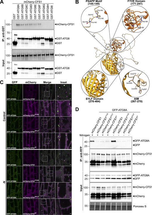 Functional characterization of CFS1-ATG8 interaction. (A) GST pull-downs of E. coli lysates expressing either GST, GST-ATG8A, GST-ATG8B, GST-ATG8C, GST-ATG8D, GST-ATG8E, GST-ATG8F, GST-ATG8G, GST-ATG8H, or GST-ATG8I and A. thaliana whole-seedling lysates expressing mCherry-CFS1. Proteins were visualized by immunoblotting with anti-GST and anti-RFP antibodies. Representative images of two replicates are shown. Reference protein sizes are labeled as numbers at the left side of the blots (unit: kD). (B) Homology modeling and domain representation of CFS1. CFS1 structure is shown as ribbons, and relevant motifs and domains are highlighted as zoom-in, with the side chains of relevant residues represented as stick. For clarity, the FYVE and SYLF domains of CFS1 are colored in brick red and orange, respectively. (C) Confocal microscopy images of cfs1 mutants co-expressing pUBQ::GFP-ATG8A with either pUBQ::mCherry-CFS1, pUBQ::mCherry-CFS1FYVE, pUBQ::mCherry-CFS1SYLF or pUBQ::mCherry-CFS1tri. 5-d-old Arabidopsis seedlings were incubated in either control or nitrogen-deficient (−N) 1/2 MS media for 4 h before imaging. Representative images of 10 replicates are shown. Area highlighted in the white-boxed region in the merge panel was further enlarged and presented in the inset panel. Scale bars, 5 μm. Inset scale bars, 2 μm. (D) RFP-Trap pull-down of Arabidopsis seedlings co-expressing pUBQ::GFP-ATG8A with either pUBQ::mCherry-CFS1, pUBQ::mCherry-CFS1FYVE, pUBQ::mCherry-CFS1SYLF or pUBQ::mCherry-CFS1tri. 7-d-old seedlings were incubated in either control (+) or nitrogen-deficient (−) 1/2 MS media for 12 h. Protein extracts were immunoblotted with anti-GFP and anti-RFP antibodies. Representative images of two replicates are shown. Reference protein sizes are labeled as numbers at the left side of the blots (unit: kD). Source data are available for this figure: SourceData FS3.