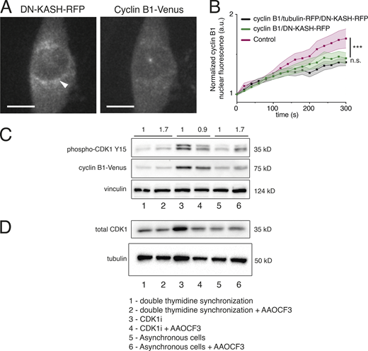 Effect of cPLA2 inhibition on CDK1 and cyclin B1 levels. (A) Representative image of an RPE-1 cell expressing DN-KASH-RFP construct. Note the accumulation of KASH on the NE, which allowed us to specifically select cells that were expressing the construct. (B) Normalized nuclear cyclin B1 fluorescence over time for control cells (magenta; n = 16; ***, P < 0.001), cells expressing cyclin B1–Venus/tubulin m-RFP/DN-KASH-RFP (black; n = 20; n.s., not significant) and cells expressing cyclin B1–Venus/DN-KASH-RFP (green; n = 18). In all cases, n represents the number of cells analyzed. No difference was found between the two cell lines expressing the DN-KASH construct. Quantifications of cyclin B1 fluorescence were normalized to the lowest fluorescence intensity inside the nucleus and aligned relative to that value (which we defined as time 0), to obtain a measure of cyclin B1 translocation rate. Lines represent average values and shaded areas correspond to SEM. Statistical significance was analyzed for the entire time course, using a repeated measures ANOVA on Ranks. (C) Western blot analysis of phospho-CDK1 (Y15), cyclin B1, and vinculin levels in thymidine synchronized cells without (1) or with (2) AAOCF3, cells treated with CDK1i without (3) or with (4) AAOCF3, and asynchronous cells without (5) or with (6) AAOCF3. Semi-quantitative analysis of phosphor-CDK1 (Y15) was performed by comparing the AAOCF3-treated cells with the corresponding controls. Fold variations relative to the respective controls are annotated above the blot. As can be seen, treatment with AAOCF3 increases the levels of phospho-CDK1 (Y15) both in synchronous and asynchronous populations. There is no variation in CDK1i-treated cells. (D) Western blot analysis of total CDK1 and tubulin levels in thymidine synchronized cells without (1) or with (2) AAOCF3, cells treated with CDK1i without (3) or with (4) AAOCF3, and asynchronous cells without (5) or with (6) AAOCF3. Treatment with AAOCF3 does not increase total CDK1 levels. These experiments were done in duplicate. Source data are available for this figure: SourceData FS4. Refer to the image caption for details.