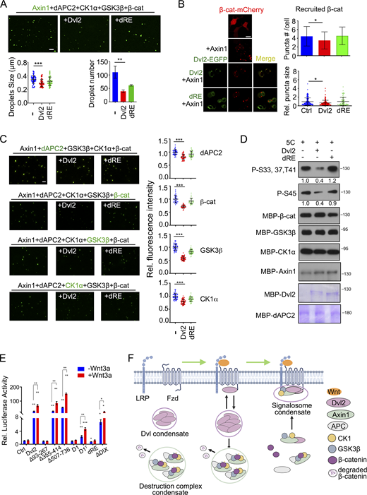 Dvl2 LLPS disrupts the organization and function of the β-catenin destruction complex. (A) Alexa Fluor 488 NHS ester labeled 1 µM Axin1 protein (green) and other destruction complex components (1 µM) were mixed with or without Dvl2 or the dRE deletion and subjected to in vitro LLPS assay. The number and size of droplets were counted from three independent fields. (B) Confocal images of β-catenin-mCherry puncta when Axin1 was expressed with or without Dvl2-EGFP or Dvl2(dRE)-EGFP in Dvl1/2/3 KO cells. The number and size of puncta were counted from three independent cells. The puncta size was normalized to that in the control group. (C) Destruction complex components were mixed with or without Dvl2 and the Dvl2(dRE) for in vitro LLPS assay. In each assay, only one protein was labeled with Alexa Fluor 488 NHS ester. Fluorescence images (left) and the fluorescence intensity of the labeled protein recruited into the Axin1 droplets (right) are shown. 5C: Axin1, dAPC, β-catenin, CK1α, and GSK3β. (D) Dvl2 protein or the Dvl2(dRE) mutant (1 µM) were incubated with 1 µM Axin1, 50 nM GSK3β and 2.5 µM CK1α for in vitro phosphorylation. The band intensity of phosphorylated β-catenin was normalized to total β-catenin protein. 5C: Axin1, dAPC, β-catenin, CK1α and GSK3β. (E)Dvl1/2/3 KO cells were transfected with TopFlash-luciferase reporter and WT Dvl2-EGFP or its mutants, then treated with or without Wnt3a conditional medium for 12 h and harvested for determination of luciferase activity. The expression level of Dvl2 WT and mutant proteins in the reporter assay was detected with immunoblotting (bottom panel). (F) Working model of Dvl2 LLPS in assembly of the Wnt receptor signalosome and disruption of the β-catenin destruction complex. Statistical analyses were performed with the two-tailed unpaired t test. Data are shown in A, B, C, and E as mean ± SD. *, P < 0.05; **, P < 0.01; ***, P < 0.001. Scale bars in B, 10 µm; A and C, 2 µm. Source data are available for this figure: SourceData F4. Refer to the image caption for details.