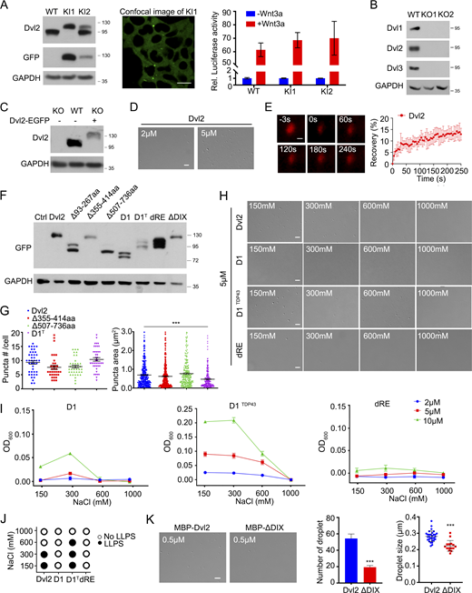 Dvl2 undergoes LLPS. (A) Verification of Dvl2-mEGFP knock-in (KI) HEK293T cells by immunoblotting (left) and confocal imaging (middle). Two KI lines are shown, KI1 (KI in both alleles) and KI2 (KI in one allele). The TopFlash-luciferase reporter were transfected into WT and Dvl2-mEGFP KI cells (KI1 and KI2) and then treated with or without Wnt3a (right). (B) Verification of Dvl1/2/3 knock out (KO) HEK293T cells examined by immunoblotting. Two KO lines are shown as KO1 and KO2. (C) Levels of endogenous Dvl2 in WT HEK293T cells and Dvl2-EGFP expressing Dvl1/2/3 KO HEK293T cells. (D) Droplet formation by 2 µM (left) and 5 µM (right) Dvl2 without PEG8000. (E) FRAP analysis of Sulfo-Cyanine3 maleimide labeled Dvl2 droplets (red) induced without crowder. (F) The expression level of Dvl2 WT and mutant proteins detected by immunoblotting. (G) Statistical analysis of puncta number and puncta area of Dvl2 WT and mutant proteins in Dvl1/2/3 KO cells. (H) DIC images of 5 µM Dvl2 and its mutants at different NaCl concentrations after induction by 2.5% PEG8000. (I) Turbidity assay of Dvl2 mutants after induction of LLPS by 2.5% PEG8000 in different protein and salt concentrations. (J) LLPS of Dvl2 and its mutants at different NaCl concentrations after induction by 2.5% PEG8000 as assessed by DIC imaging. (K) Droplet formation by 0.5 µM purified Dvl2 or ΔDIX with 10% PEG8000. Statistical analyses were performed with the two-tailed unpaired t test. Quantitative data in G are shown as mean ± SEM (n = 3). ***, P < 0.001. Quantitative data in K are shown as mean ± SD (n = 3). ***, P < 0.001. Scale bars in A, 10 µm; in D, H and K, 2 µm; in E, 0.2 µm. Source data are available for this figure: SourceData FS1. Refer to the image caption for details.