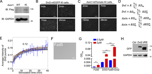 Visualizing the endogenous signalosome assembly process at the single-molecule level by TIRF. (A) Validation of Axin1-Flag-tdTomato KI HEK293T cells (Axin1-tdTomato KI cells) by immunoblotting. (B) Time-lapse TIRF-SIM images showing the membrane localization of Dvl2 puncta in Dvl2-mEGFP KI cells under Wnt3a stimulation. (C) Time-lapse TIRF-SIM images showing membrane localization of Axin1 puncta in Axin1-tdTomate KI cells under Wnt3a stimulation. (D) The binding interactions between the Wnt receptor (R), Dvl, and Axin for signalosome formation. RD, receptor-Dvl complex; ARD, Axin-receptor-Dvl complex. m represents the Dvl on the membrane, and n represents multiple Dvl in the system. (E) Average intensity of Dvl2-mEGFP puncta compared to the constrained and fitted well modeling solutions. (F) DIC images of 0.5 μM purified intracellular domain of Fzd5 (522–585aa) that were induced with 10% PEG8000. (G) Turbidity of purified Dvl2 (0.5 μM, 2 μM) with or without the same concentrations of intracellular domain of Fzd5 (0.5 μM, 2 μM) induced be 10% PEG8000. (H) Dvl2 WT and dRE have the similar expression in cells. The expression level of Dvl2 WT and dRE was detected with immunoblotting. Statistical analyses were performed with the two-tailed unpaired t test. Quantification data are shown as mean ± SD (n = 3). ***, P < 0.001. Scale bar in F, 2 µm. Source data are available for this figure: SourceData FS2.