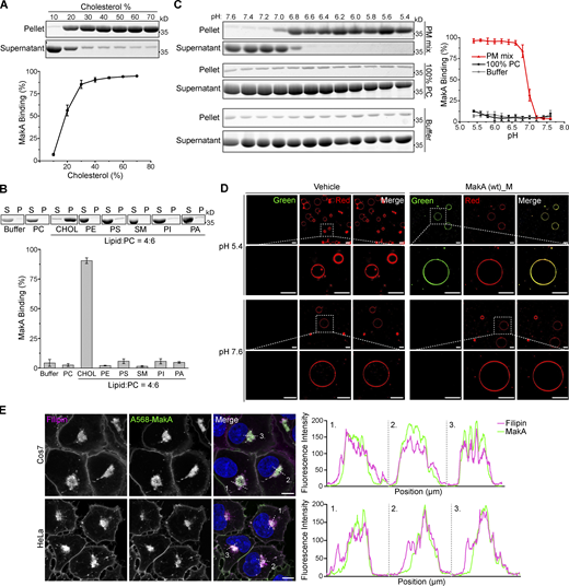 MakA’s specific binding to cholesterol on the membrane at pH < 7. Wild-type monomeric MakA was used in the following assays. (A) SDS-PAGE and analysis of liposome sedimentation assay of at pH 6.8; the liposomes contained cholesterol and DOPC, with increasing ratio of cholesterol (10–70%). Data are shown as mean ± SD from three independent experiments. (B) SDS-PAGE and analysis of MakA’s liposome sedimentation assay at pH 6.8; the liposomes are 100% DOPC or Lipid: DOPC (4:6). Buffer refers to 25 mM Bis-Tris (pH 6.8), 109.5 mM NaCl, 5.4 mM KCl, 0.4 mM MgSO4, 0.45 mM CaCl2; S: supernatant; P: pellet; PC: DOPC; CHOL: cholesterol; PE: DOPE; PS: DOPS; SM: brain sphingomyelin; PI: Soy PI; PA: DOPA. Data are shown as mean ± SD from three independent experiments. (C) SDS-PAGE and analysis of MakA’s liposome sedimentation assay from pH 5.4–7.6; the liposomes are 100% DOPC or PM mix (50% DOPC, 20% cholesterol, 10% DOPE, 5% DOPS, 5% Soy PI, 10% Brain SM); the buffer is 25 mM Bis-Tris of the indicated pH, 109.5 mM NaCl, 5.4 mM KCl, 0.4 mM MgSO4, 0.45 mM CaCl2. Data are shown as mean ± SD from three independent experiments. (D) Representative images of GUV (POPC/POPE/cholesterol = 7/1/2) treated with 0.5 µM Alexa568-MakA for 150 min at pH 5.4 or 7.6; Green channel refers to Alexa568-MakA; Red channel refers to ATTO647N-DOPE. Scale bar, 50 μm. (E) Cos7 (top) and HeLa (bottom) cells treated with 250 nM Alexa568-MakA mutant for 16 h and subjected to filipin staining to visualize cholesterol. Nuclei were counterstained with DRAQ5. Scale bars, 10 µm. Fluorescence intensity profiles along internalized aggregates (dotted white line) are shown to the right of the corresponding image. Data are representative of >100 cells from three independent experiments. Source data are available for this figure: SourceData F1.