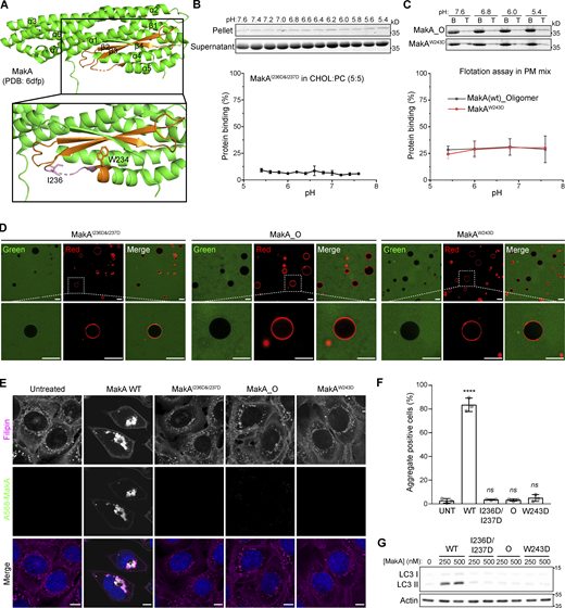 β3-α5 loop is responsible for MakA’s binding to the membrane and MakA’s function in cells. (A) 3D structure of MakA (PDB accession no. 6DFP), hydrophobic residues from Kyte & Doolittle plot are highlighted in orange; β3-α5 loop is colored in pink, I236 and W243 are showed with side-chain sticks. (B) SDS-PAGE and analysis of liposome sedimentation assay of MakAI236D&I237D from pH 5.4–7.6; the liposomes contain 50% cholesterol and 50% DOPC. Data are shown as mean ± SD from three independent experiments. (C) SDS-PAGE and analysis of liposome flotation assay of MakA_O and MakAW243D from pH 5.4–7.6; liposomes are PM mix (50% DOPC, 20% cholesterol, 10% DOPE, 5% DOPS, 5% Soy PI, 10% Brain SM). B: bottom fraction; T: top fraction. Data are shown as mean ± SD from three independent experiments. (D) Representative images of GUV (POPC/POPE/cholesterol = 7/1/2) treated with Alexa568-MakAI236D&I237D, Alexa568-MakA_O, or Alexa568-MakAW243D for 30 min at pH 5.4. (E) MEFs treated with 250 nM of the indicated Alexa568-labeled MakA_M, MakA_O, and MakAmutants for 16 h and subjected to filipin staining to visualize cholesterol. Nuclei were counterstained with DRAQ5. Scale bars, 10 µm. (F) Quantification of aggregate formation from E. Bars show mean ± SD from three biologically independent experiments which are represented as data points (n > 115 cells per experiment). Significance was determined from biological replicates using an ordinary one-way ANOVA with Dunnett’s multiple comparisons test. ****P = <0.0001. (G) Western blot analysis of LC3 lipidation in MEFs treated with the indicated concentration of MakA proteins for 16 h. Source data are available for this figure: SourceData F2.