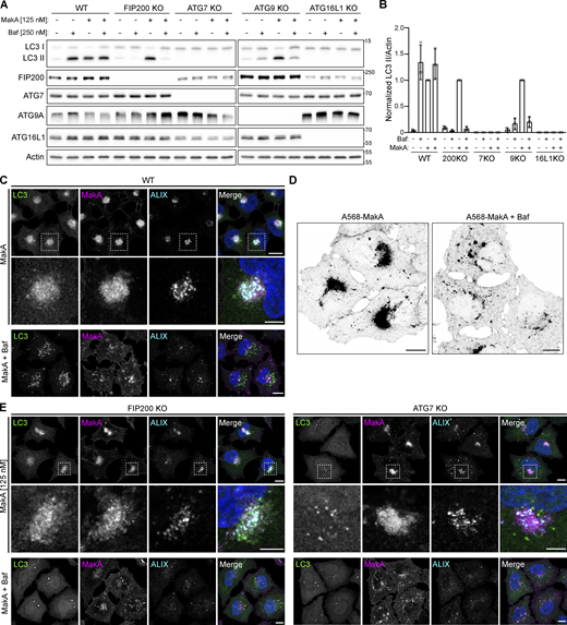 Inhibition of endosomal acidification prevents MakA-induced aggregate formation and the induction of non-canonical autophagy. Alexa568-MakA refers to Alexa568 labeled monomeric MakA. (A) Western blot analysis of LC3 lipidation status in WT and a panel of autophagy-deficient HeLa cells treated with 125 nM MakA_M and/or 250 nM Baf for 16 h, as indicated. (B) Quantification of LC3 II levels from immunoblots in A, normalized to MakA_M-treated cells. Bars show mean ± SD from three biologically independent experiments which are represented as data points. (C) Representative confocal images of WT HeLa cells treated with 125 nM Alexa568-MakA with or without 250 nM Baf for 16 h and immunostained for LC3 and ALIX. Nuclei were counterstained with DAPI. Scale bars = 10 µm for whole images and 5 µm for insets. (D) Inverted fluorescent images of Alexa568-MakA accumulation in WT HeLa cells treated with 125 nM Alexa568-MakA with and without Baf for 16 h. Scale bars, 10 µm. (E) Representative confocal images of FIP200 (left) and ATG7 (right) deficient HeLa cells treated with 125 nM Alexa568-MakA with or without 250 nM Baf for 16 h and immunostained for LC3 and ALIX. Nuclei were counterstained with DAPI. Scale bars = 10 µm for whole images and 5 µm for insets. Source data are available for this figure: SourceData F5.