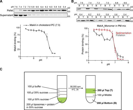MakA’s interaction with different lipids on liposomes. Wild-type monomeric MakA was used in the following assays. (A) SDS-PAGE and analysis of MakA’s liposome sedimentation assay from pH 5.4–7.6; the liposomes contain 70% cholesterol and 30% DOPC. Data are shown as mean ± SD from three independent experiments. (B) SDS-PAGE and analysis of MakA’s liposome flotation assay from pH 5.4–7.6; the liposomes are PM mix (50% DOPC, 20% cholesterol, 10% DOPE, 5% DOPS, 5% Soy PI, 10% Brain SM). B: bottom fraction; T: top fraction. Data are shown as mean ± SD from three independent experiments. (C) Illustration of liposome flotation assay. Liposomes and protein mix in 55% sucrose layered with 50% sucrose, 35% sucrose and 0% sucrose (buffer). Green color indicates NBD--PE. Source data are available for this figure: SourceData FS1. Refer to the image caption for details.