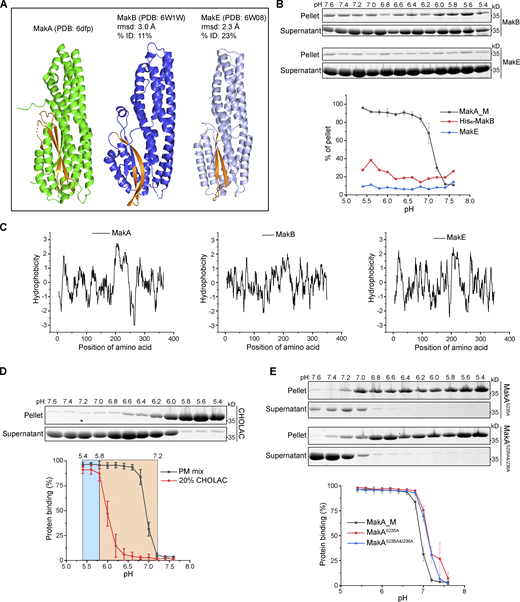 Structure-function analysis of MakA-Cholesterol interaction on the membrane. (A) Structure comparison of MakA, MakB, and MakE via DALI. Hydrophobic regions are highlighted with orange. (B) SDS-PAGE and analysis of MakB’s or MakE’s liposome sedimentation assay from pH 5.4–7.6. The liposomes contained 70% cholesterol and 30% DOPC. Data are shown as mean ± SD from three independent experiments. (C) Kyte & Doolittle hydrophobicity plot of MakA, MakB, and MakE created from ProtScale. (D) SDS-PAGE and analysis of MakA’s liposome sedimentation assay from pH 5.4–7.6, The liposomes contained 80% DOPC and 20% cholesterol acetate or PM mix (50% DOPC, 20% cholesterol, 10% DOPE, 5% DOPS, 5% Soy PI, 10% Brain SM). CHOLAC: cholesterol acetate. Data are shown as mean ± SD from three independent experiments. (E) SDS-PAGE and analysis of liposome sedimentation assay of MakAS235A and MakAS235A&I236A from pH 5.4–7.6. Liposomes are PM mix (50% DOPC, 20% cholesterol, 10% DOPE, 5% DOPS, 5% Soy PI, 10% Brain SM). Data are shown as mean ± SD from three independent experiments. Source data are available for this figure: SourceData FS3. Refer to the image caption for details.