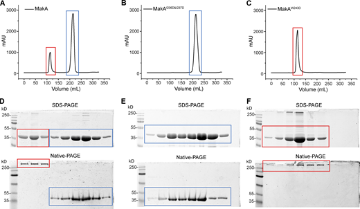 Gel-filtration plot of MakA and mutants. Peak at ∼110 ml represents oligomer (red box), and peak at ∼220 ml represents monomer (blue box). (A) Gel-filtration chromatography of wild-type MakA. (B) Gel-filtration chromatography of MakAI236D&I237D. (C) Gel-filtration chromatography of MakAW243D. (D) SDS-PAGE and Native-PAGE analysis of fractions in A. (E) SDS-PAGE and Native-PAGE analysis of fractions in B. (F) SDS-PAGE and Native-PAGE analysis of fractions in C. Source data are available for this figure: SourceData FS4.