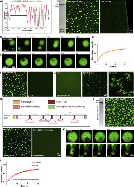 CGs undergo LLPS in vitro at a mildly acidic pH, while calcium is dispensable. (A) Plots of CGB generated using PONDR depicting disordered regions in the proteins. N-terminal half of CGB is completely disordered, when analyzed using the VL-XT algorithm. (B) Coomassie -stained gel depicting purified CGB-GFP. The images show droplets of CGB-GFP (left) at 10 µM protein concentration at pH 6.1 without a crowding agent. The same concentrations of super folder-GFP do not form droplets at pH 6.1 (right). (C) A panel of images extracted from a movie showing the biophysical behavior of CGB-GFP (2.5 µM) droplets induced by 1% PEG 8000. Two droplets, which come in proximity undergo fusion and the larger droplet subsequently relaxes into a spherical shape. (D) A panel of images monitoring recovery of fluorescence of CGB-GFP droplets after bleaching a small region within the droplets. Note the rapid recovery of fluorescence (more than 60%) in the bleached region within a minute. (E) Graph quantifying the fluorescence recovery in time. Data represented as mean ± SD (error blanket) from seven droplets. (F) Representative images of solutions containing CGB-GFP (10 µM) buffered at either pH 6.1 (left) or pH 7.3 (right). Droplet formation occurs at pH 6.1 and not at pH 7.3. (G) Representative images of CGB-GFP (2.5 µM) protein without any divalent cation (minus) or in presence of 20 mM calcium, and zinc, respectively. CGB-GFP solution (∼10 µM concentration) was centrifuged to preclear of existing droplets and diluted to a final concentration of 2.5 µM. While calcium induces CGB-GFP droplets, zinc induces formation of insoluble aggregates. (H) Schematic representation of CGB, depicting five exons. Patches in red are stretches enriched in acidic amino acids. S* and Y* denote phosphorylation and sulfation respectively on these residues. KR or RK are the dibasic sites in the protein which are predominantly concentrated in the C-terminal half of the protein. (I) Representative Coomassie-stained image of mutant form of CGB, CGB_5(ED)/A-GFP to depict its purity. In this mutant the 5 (ED) stretches have been replaced with alanine. The fluorescence image shows condensates of CGB_5(ED)/A when equilibrated at pH 6.1 at 10 µM protein concentration. (J) Comparison of CGB-GFP and CGB_5(ED)/A-GFP in presence of 20 mM calcium concentrations. Note that at 2.5 µM protein concentration, calcium can induce droplet formation with only CGB-GFP (left), but now with CGB_5(ED)/A-GFP (right). (K and L) Snapshots captured at different time points after photobleaching a region within a calcium-induced CGB-GFP droplet (top) or a zinc induced CGB-GFP aggregate (bottom) are shown in (K). While there is more than 60% fluorescence recovery within the bleached region in the calcium induced droplet, recovery within the bleached region in the aggregate is only 10% as seen in the graph in (L). Red curve denotes recovery of calcium-induced droplets and blue curve denotes zinc-induced aggregates. Data is represented as mean ± SD (error blanket) from seven calcium-induced droplets and six zinc-induced aggregates. Source data are available for this figure: SourceData F1.