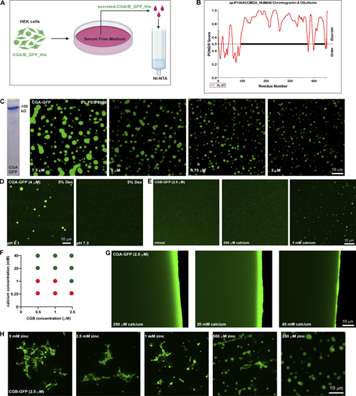 In vitro characterization of CG LLPS. (A) Scheme used for purifying GFP and 6x-His-tagged CGA or CGB, respectively. Stable lines expressing CGB-GFP and CGA-GFP under a doxycycline-inducible promoter are treated with doxycycline and the calcium ionophore A23187 to induce secretion of the respective proteins in serum-free medium, which is then used for purification using Ni-NTA affinity columns. (B) Plot of CGA generated using PONDR depicting disordered regions in the proteins. Almost 90% of CGA is disordered when analyzed using the VL-XT algorithm. (C) Coomassie-stained gel depicting purified CGA-GFP. Images showing different droplets of CGA-GFP at different protein concentrations at pH 6.1 in presence of 5% PEG 8000. Note that the size of the condensates decreases with decreasing protein concentration. (D) Representative images of solutions containing CGA-GFP buffered at either pH 6.1(left) or pH 7.3 (right). Droplet formation occurs at pH 6.1 and not at pH 7.3. Droplets of CGA-GFP were induced at 4 µM protein concentration in presence of 5% dextran. (E) Images obtained from plating a solution of CGB-GFP (2.5 µM final concentration) to monitor the presence or absence on liquid-like condensates either without or with 250 µM or 5 mM calcium. Note that droplet formation is induced only in the presence of 5 mM calcium. (F) Phase diagram obtained by varying calcium and CGB concentrations after plating solutions on imaging dishes and observing after 15–20 min. Red circles indicate conditions where no droplets were seen, and green circles indicate conditions which favored presence of CGB droplets. (G) Images obtained from plating a solution of CGA-GFP (2.5 µM final concentration) in presence of either 250 µM, 20 or 40 mM calcium to test for the presence or absence of droplet formation. No droplets are seen even at 40 mM which is the highest calcium concentration. (H) Representative images of CGB-GFP (2.5 µM) in presence of different concentrations of zinc. At high concentrations zinc induces formation of insoluble aggregates but at low concentration, it induces CGB-GFP droplets. Source data are available for this figure: SourceData FS1. Refer to the image caption for details.